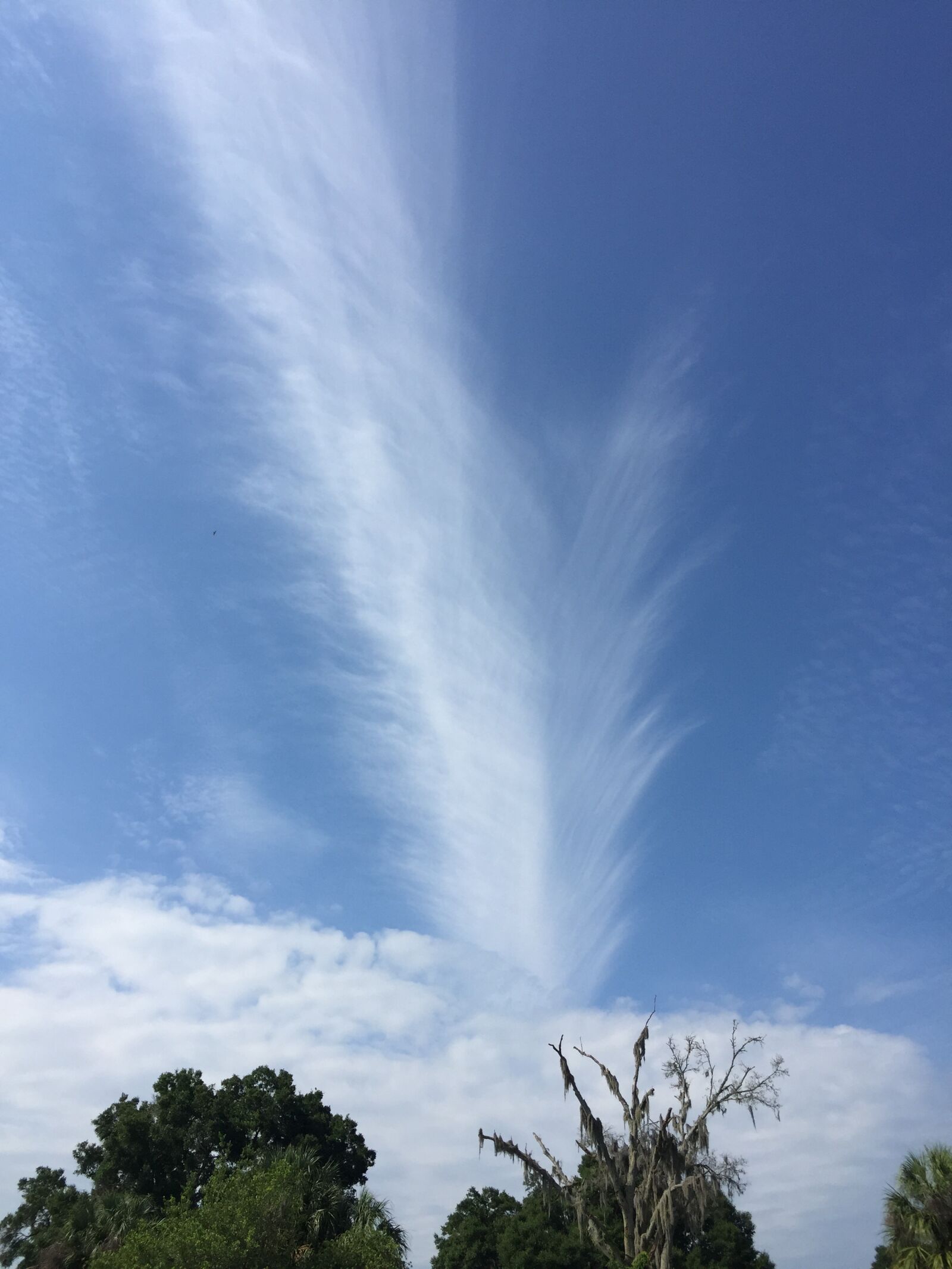 iPhone 6 Plus back camera 4.15mm f/2.2 sample photo. Nature, blue, sky photography