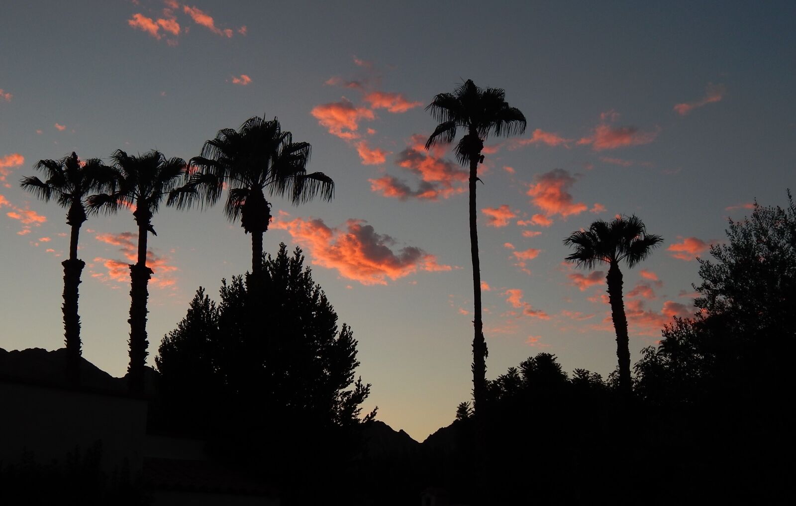 Nikon Coolpix L820 sample photo. Sunset, pink clouds, palm photography