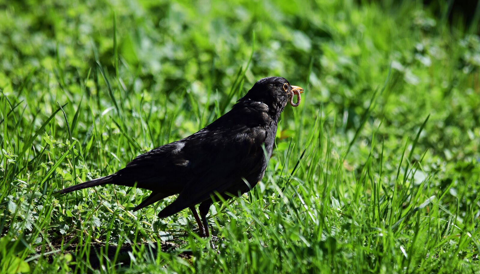 Nikon D5300 sample photo. Tree, bird, nature photography