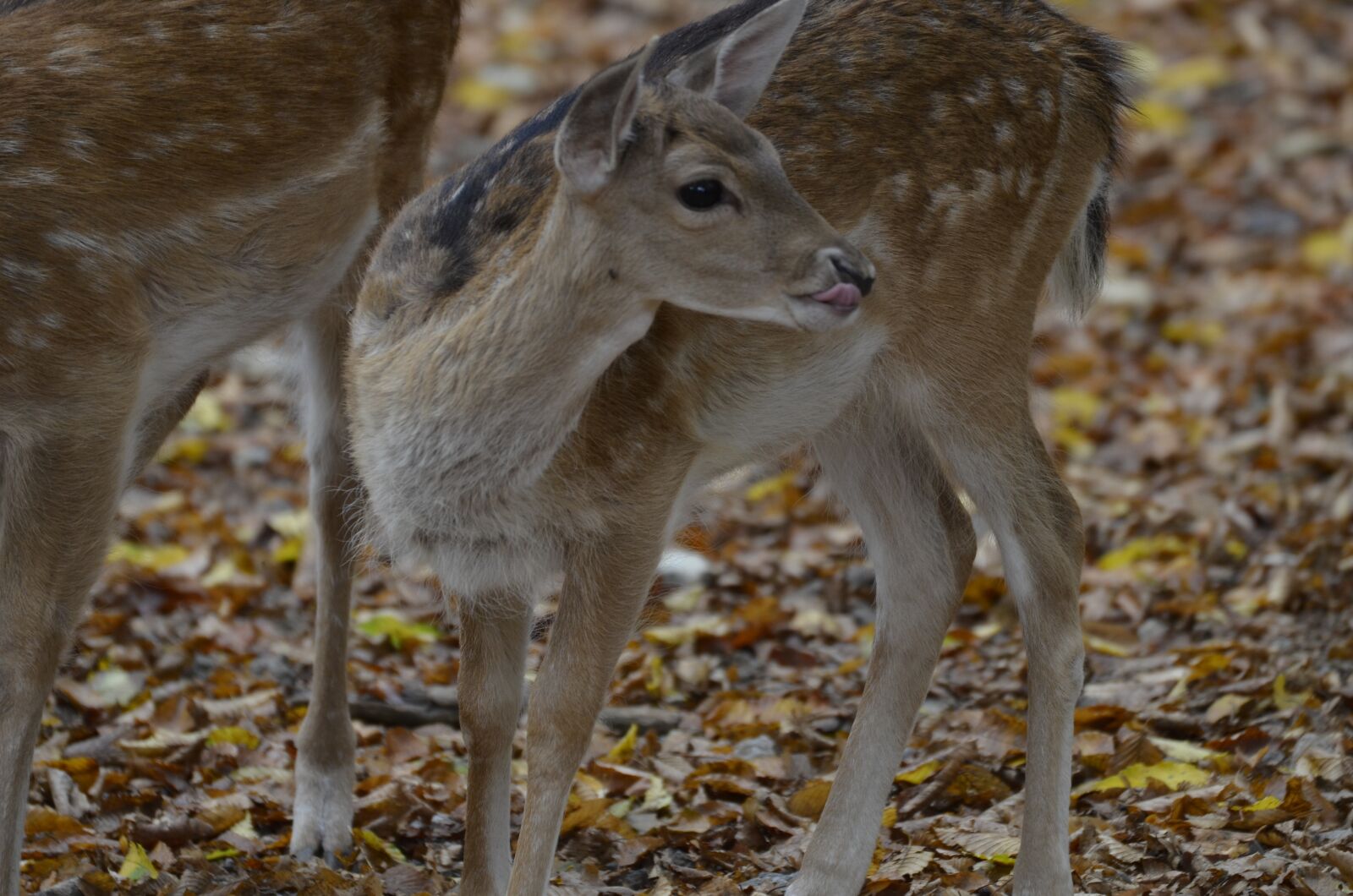 Nikon D5100 sample photo. Damm wild, roe deer photography