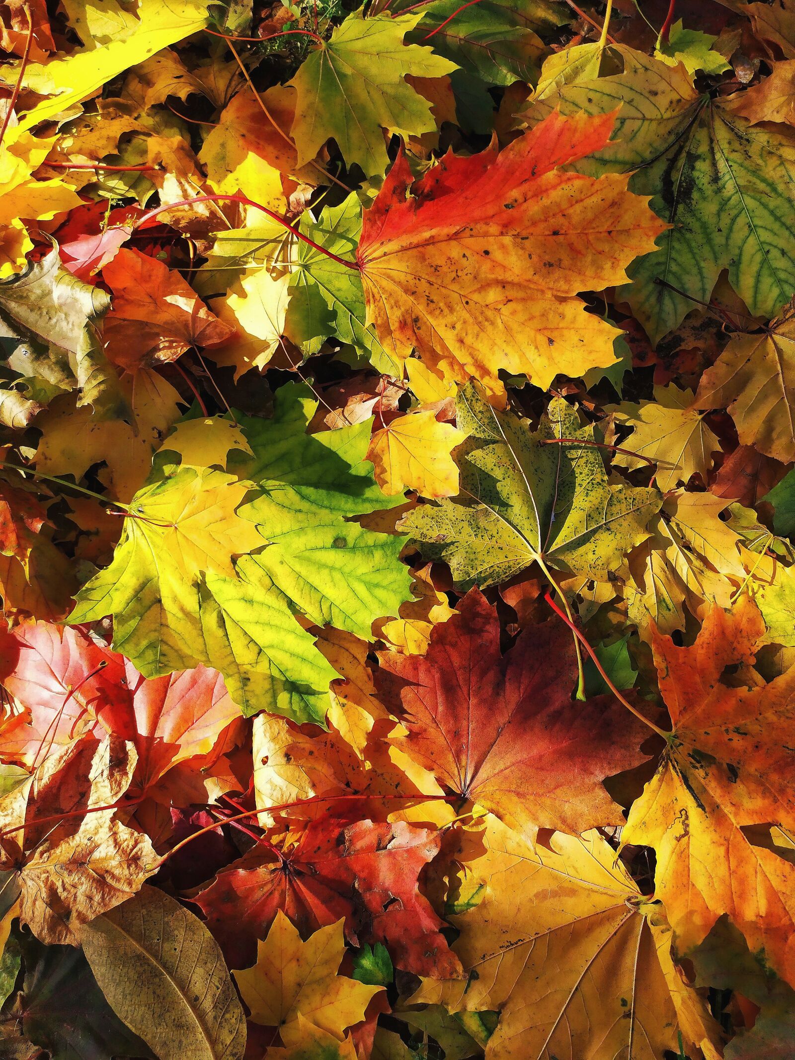 Xiaomi Redmi Note 7 sample photo. Foliage, autumn, colorful leaves photography