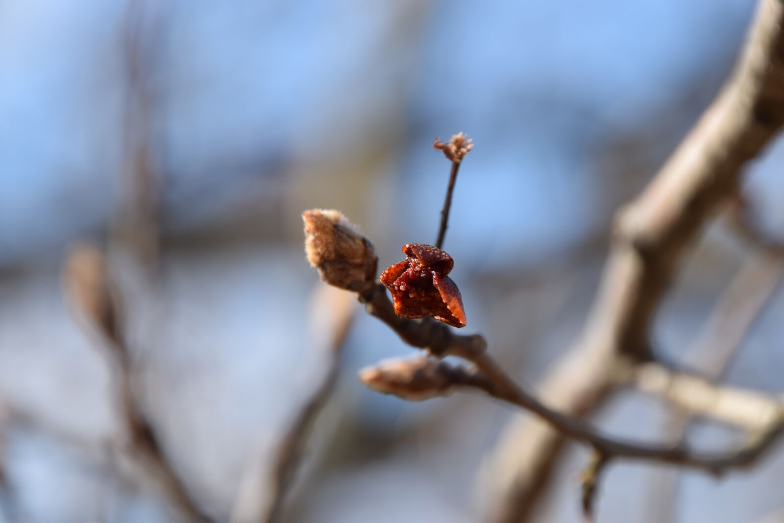 Nikon D5300 sample photo. Foliage, buds, bud photography