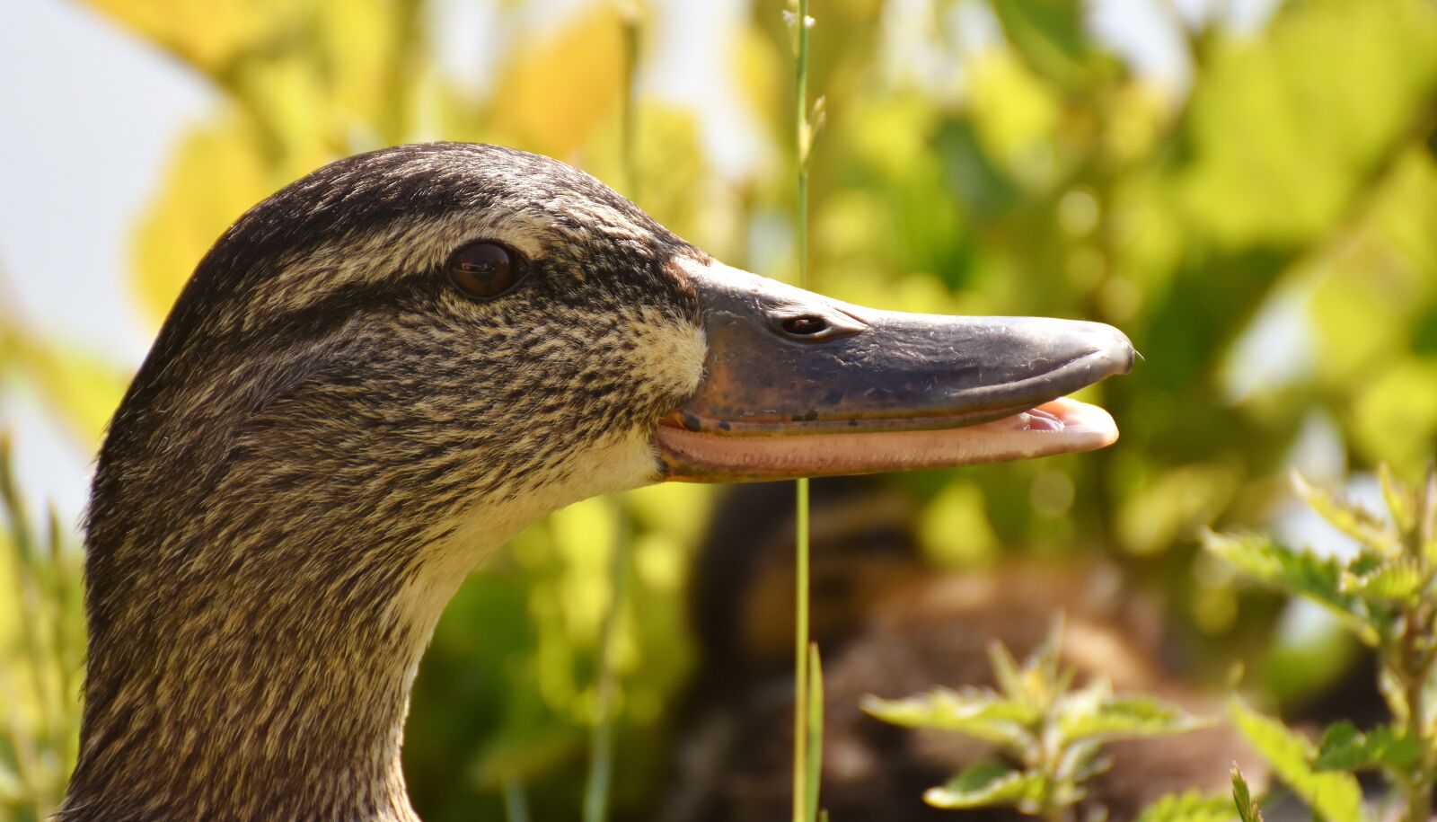 Nikon D7200 sample photo. Duck, mallard, colorful photography
