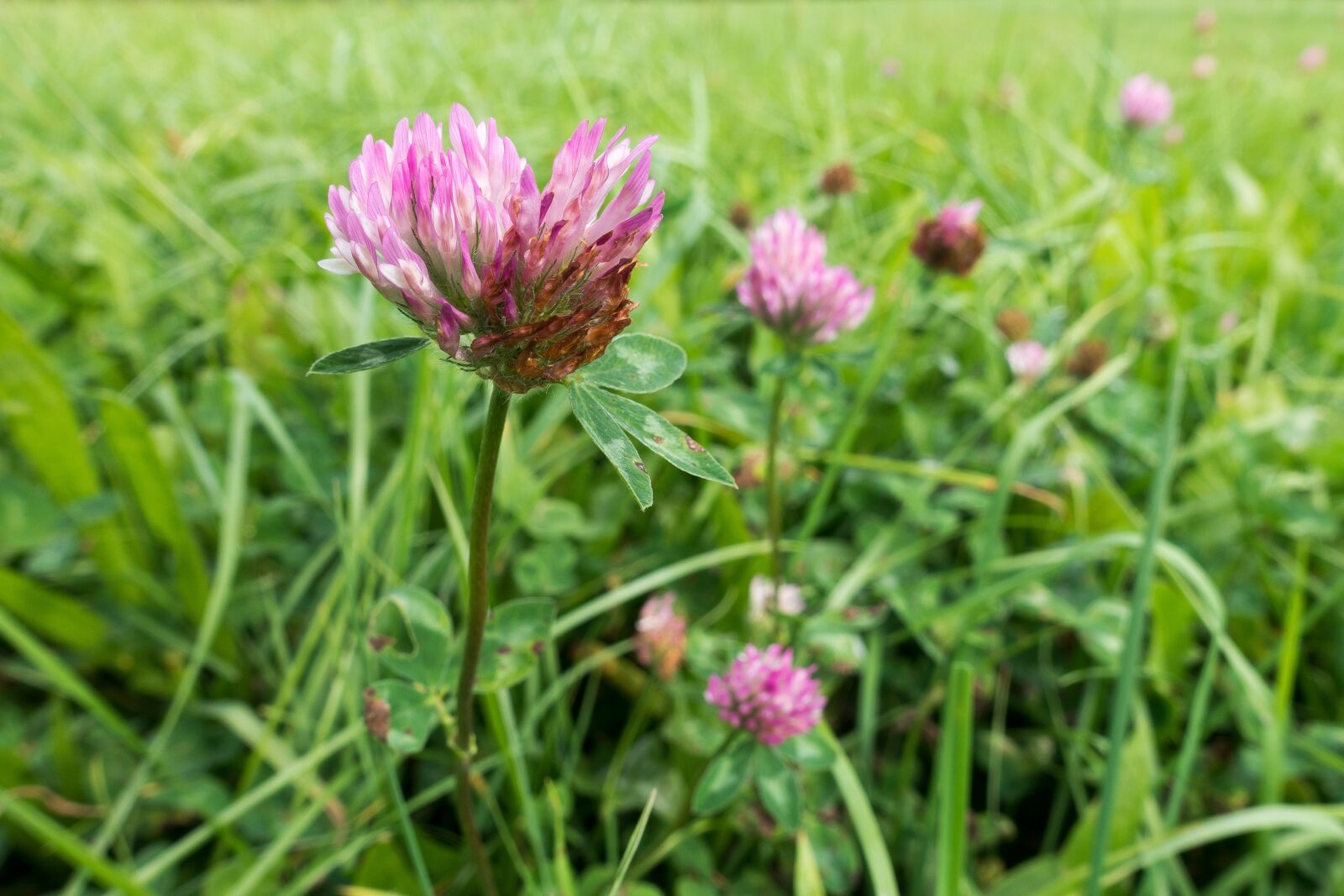 Sony Cyber-shot DSC-RX100 III sample photo. Klee, blossom, bloom photography