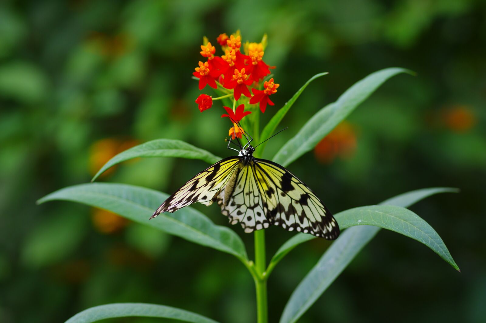 Pentax K-3 sample photo. Butterfly, colorful, insect photography