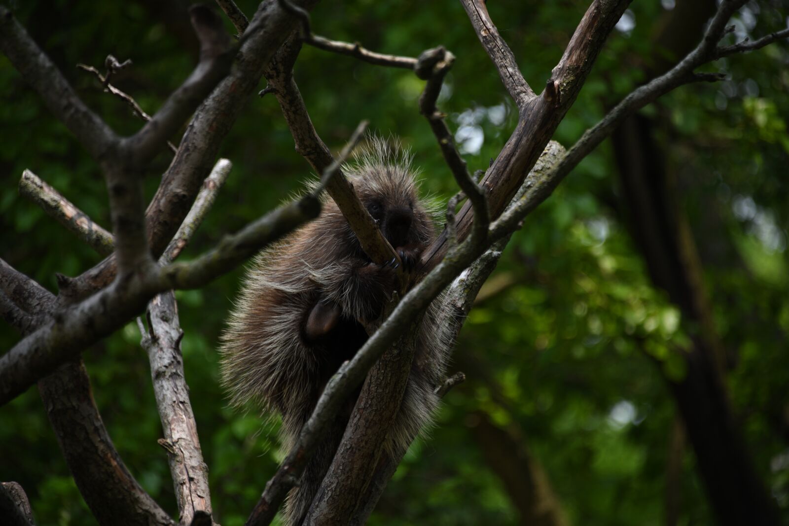 Nikon D850 sample photo. Porcupine, zoo, quills photography