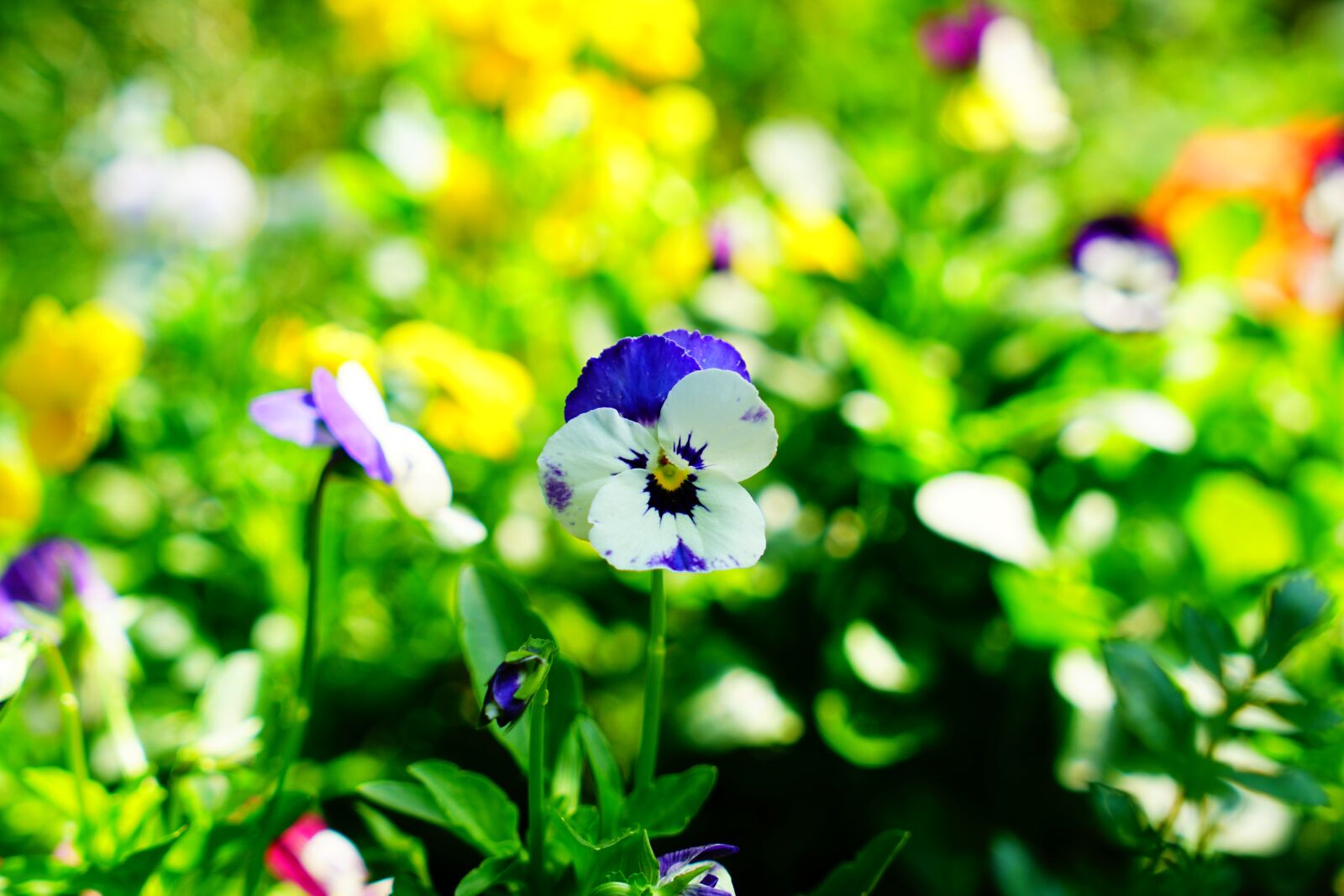Sony a7R II + Sony Vario Tessar T* FE 24-70mm F4 ZA OSS sample photo. Pansy, spring, blue photography