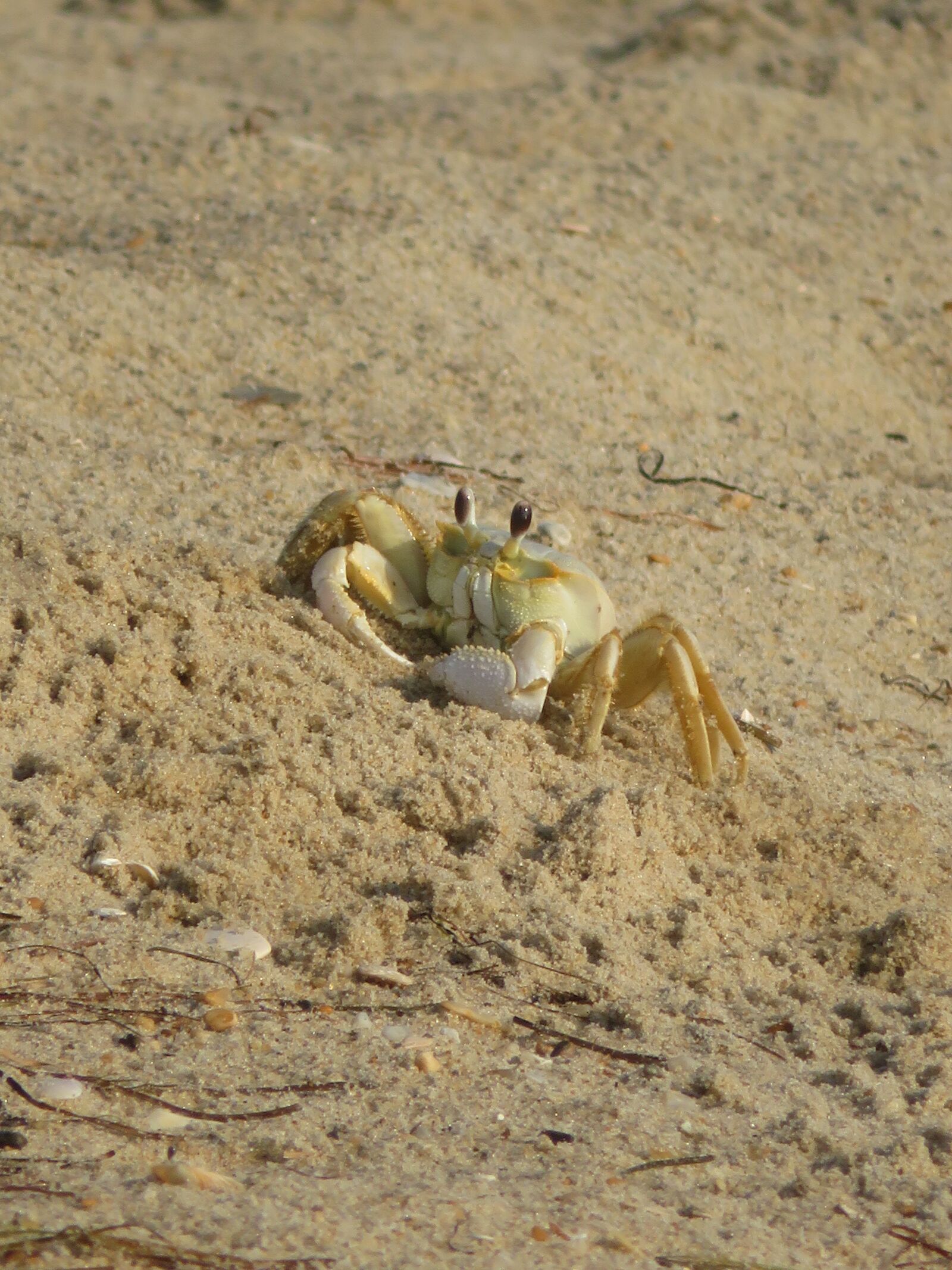Canon PowerShot SX720 HS sample photo. Crab, beach, sand photography