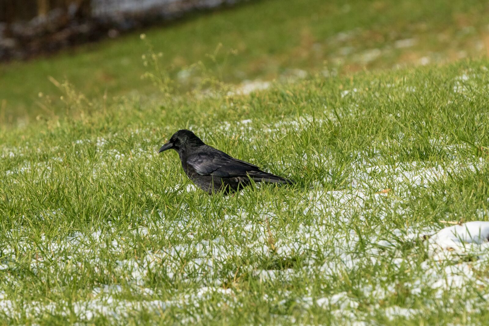 Canon EOS 6D Mark II sample photo. Crow, grass, bird photography