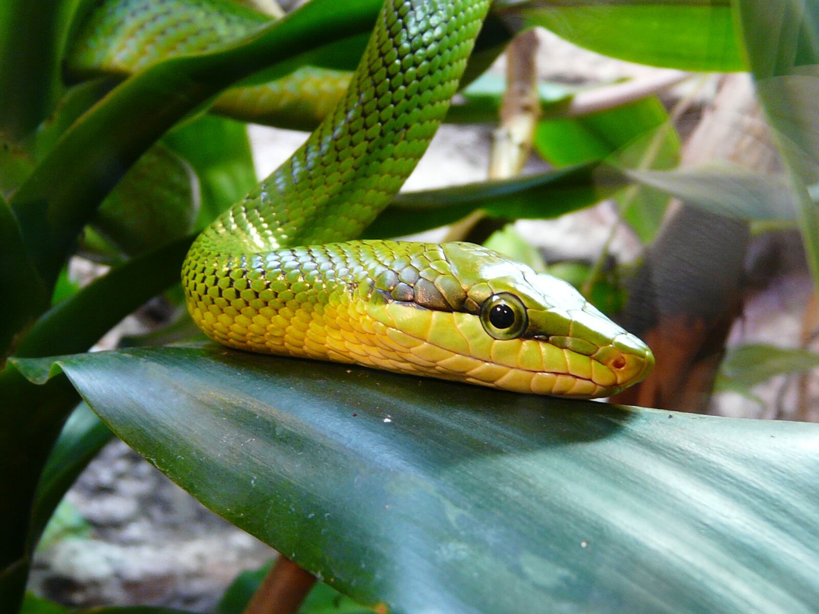 Panasonic DMC-FZ18 sample photo. Hungary, budapest, zoo photography