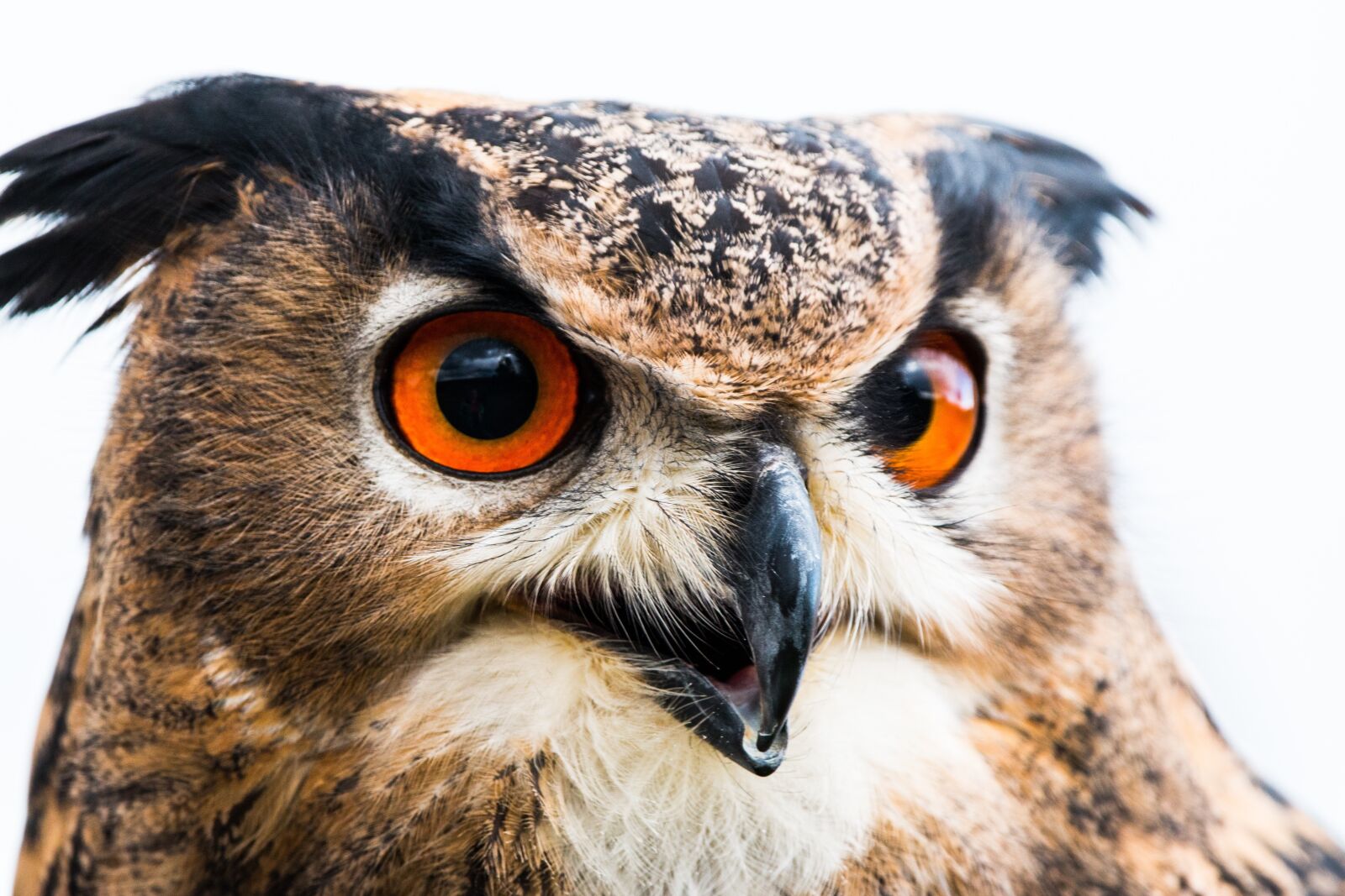 150-600mm F5-6.3 DG OS HSM | Contemporary 015 sample photo. Eagle owl, bubo bubo photography