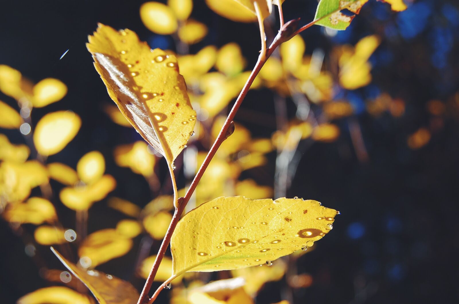 Nikon D40 sample photo. Autumn, leaves, fall photography