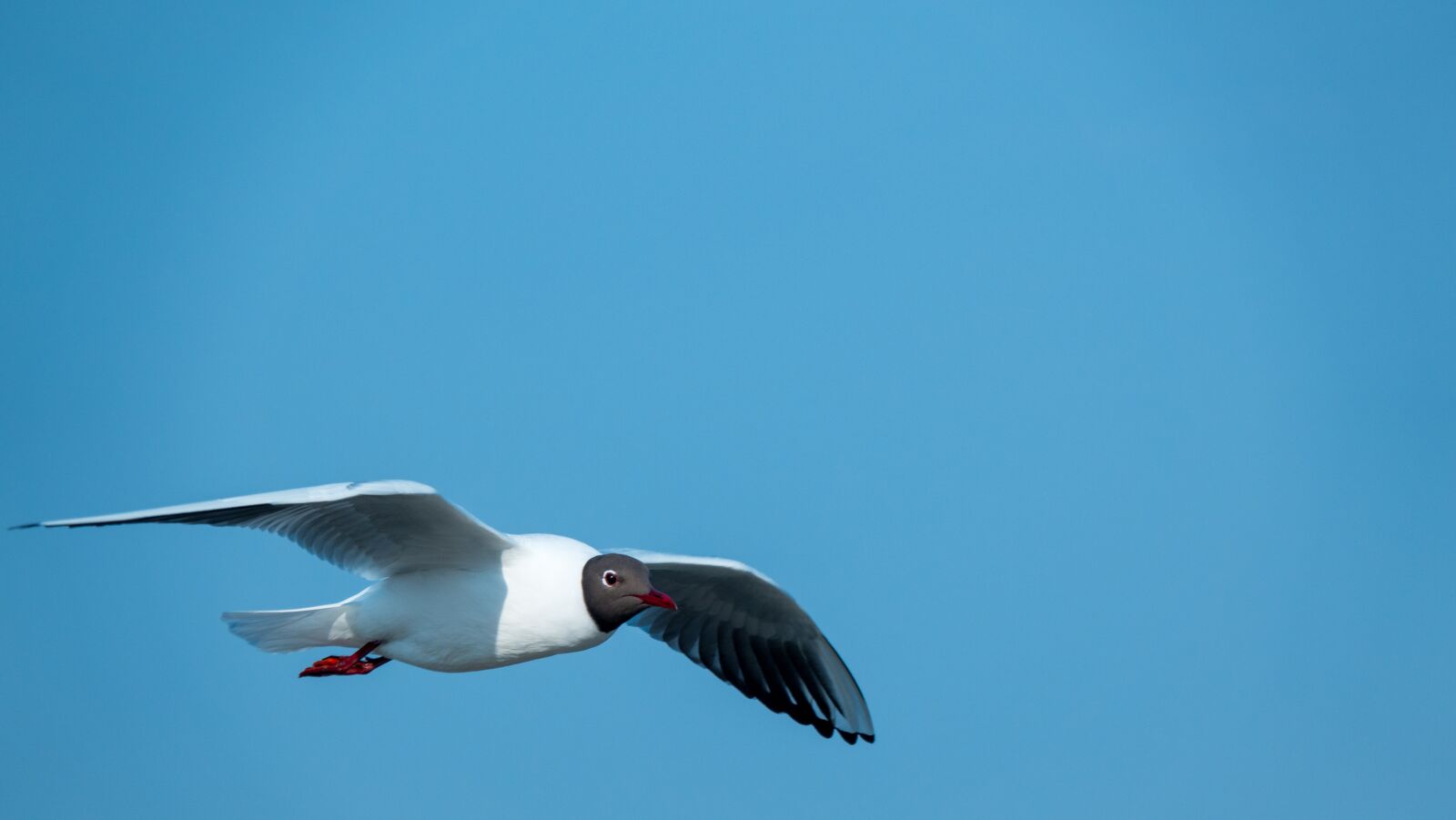 Sony Cyber-shot DSC-RX10 IV sample photo. Seagull, black-headed gull, bird photography