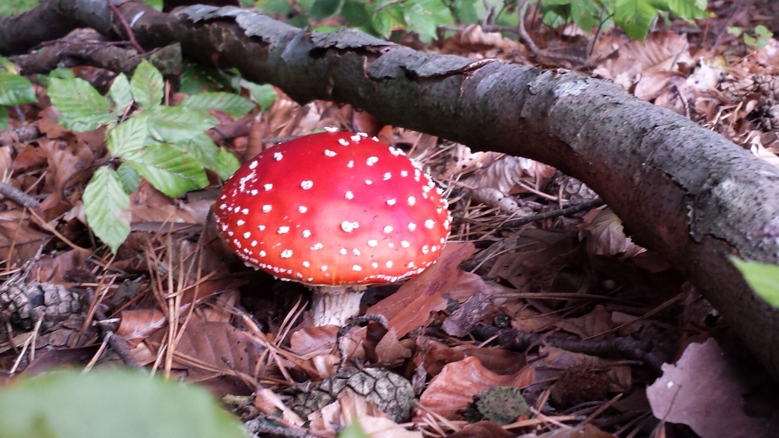 Samsung Galaxy S4 sample photo. Mushroom, nature, toadstool photography