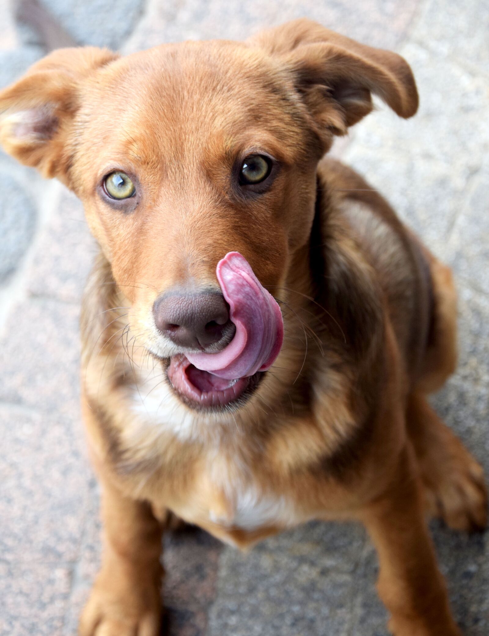 Nikon D3300 sample photo. Dog, animals, puppy photography