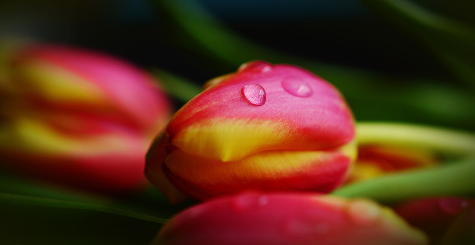 Nikon D5200 sample photo. Tulips, spring, flowers photography