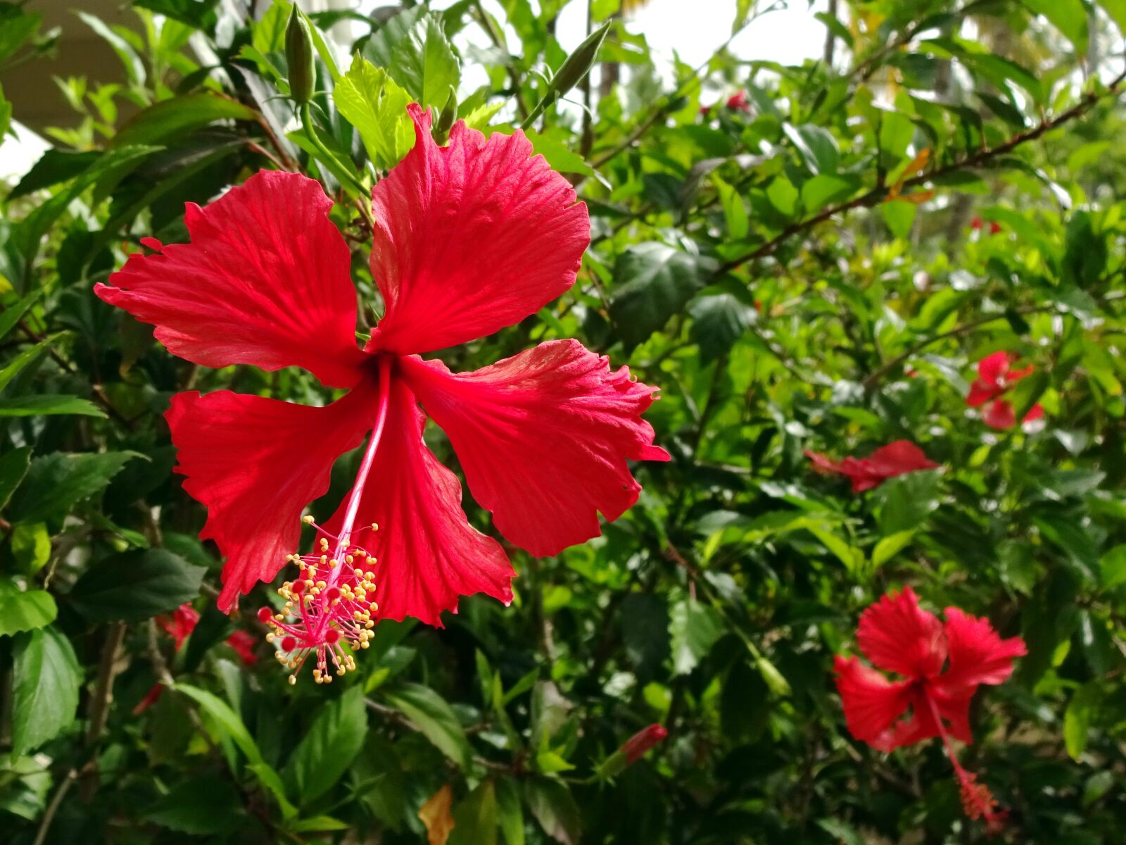 Sony Cyber-shot DSC-WX220 sample photo. Hibiscus, rosa sinensis, flower photography