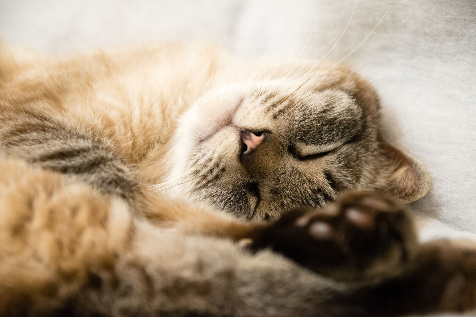 Nikon D5300 sample photo. Animal, mammal, cat photography