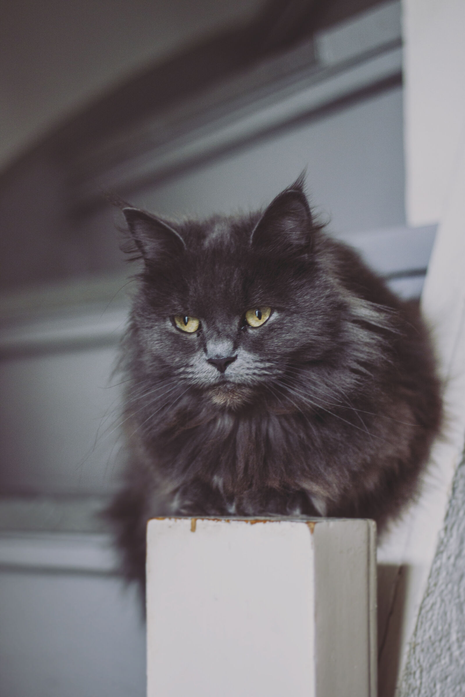 Canon EOS 500D (EOS Rebel T1i / EOS Kiss X3) + Canon EF 50mm F1.8 II sample photo. Animal, cat, cat, face photography