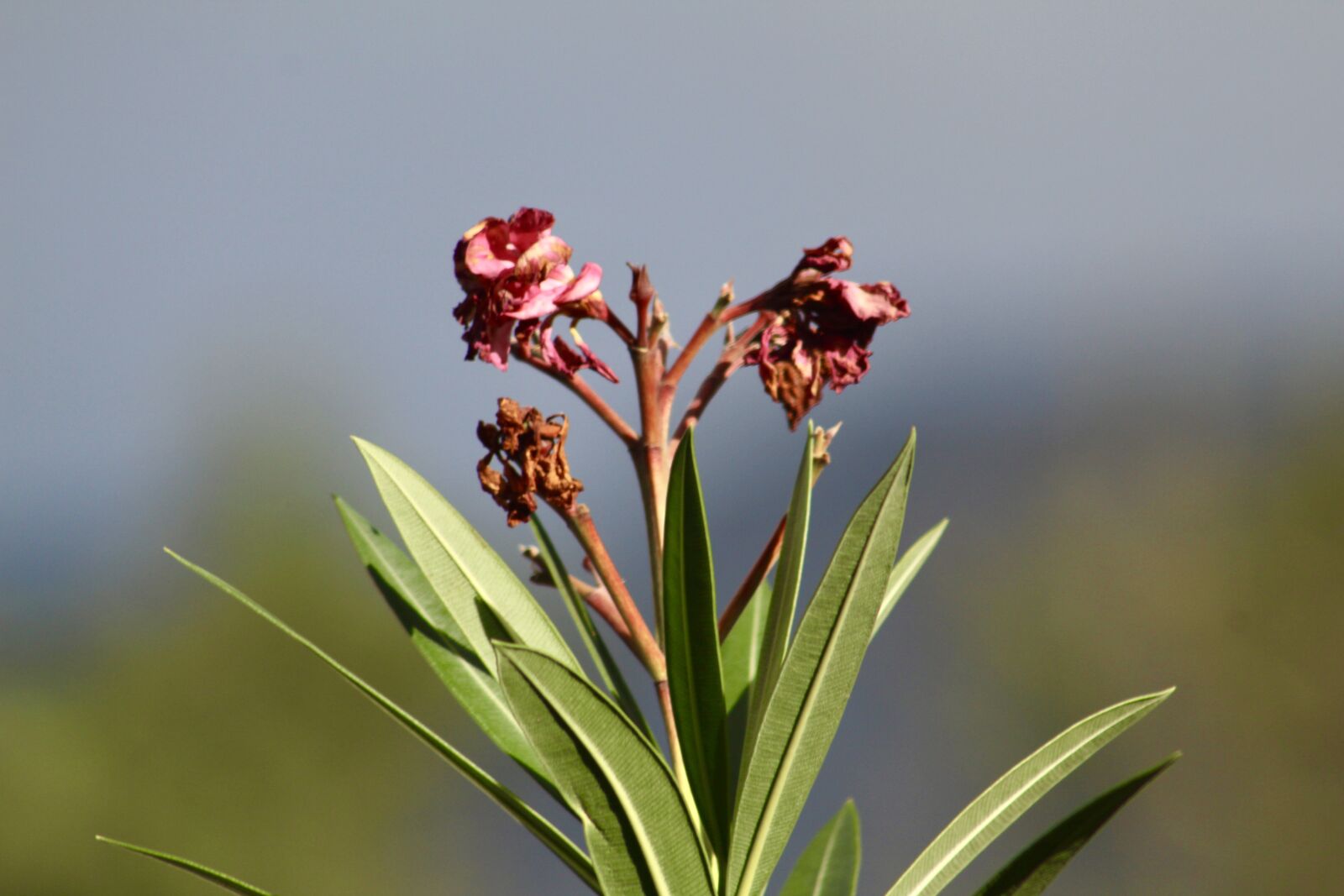 Canon EF75-300mm f/4-5.6 sample photo. Flower, green, nature photography