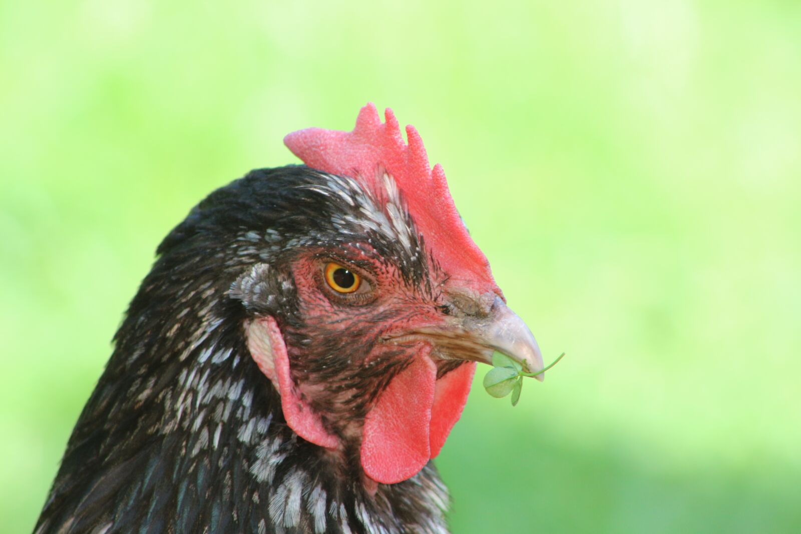 Canon EF75-300mm f/4-5.6 sample photo. Chicken, feather, bird photography
