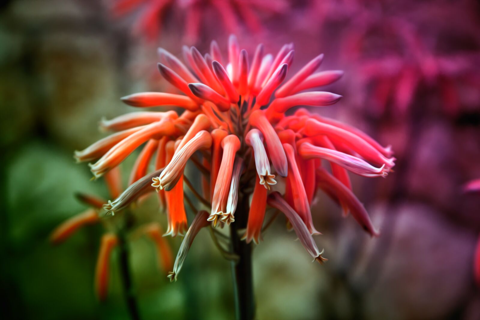 Canon EOS 5D Mark II + Canon EF 28-135mm F3.5-5.6 IS USM sample photo. Flower, nature, plant photography