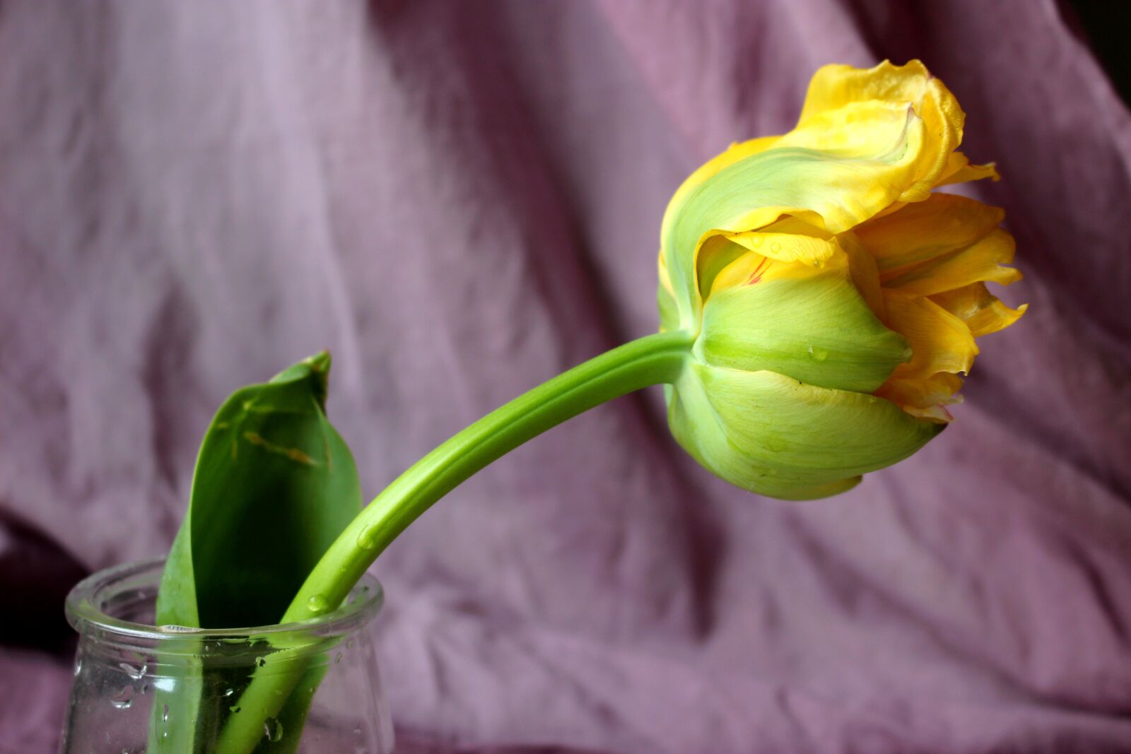 Canon EOS 100D (EOS Rebel SL1 / EOS Kiss X7) sample photo. Tulip, yellow, flower photography