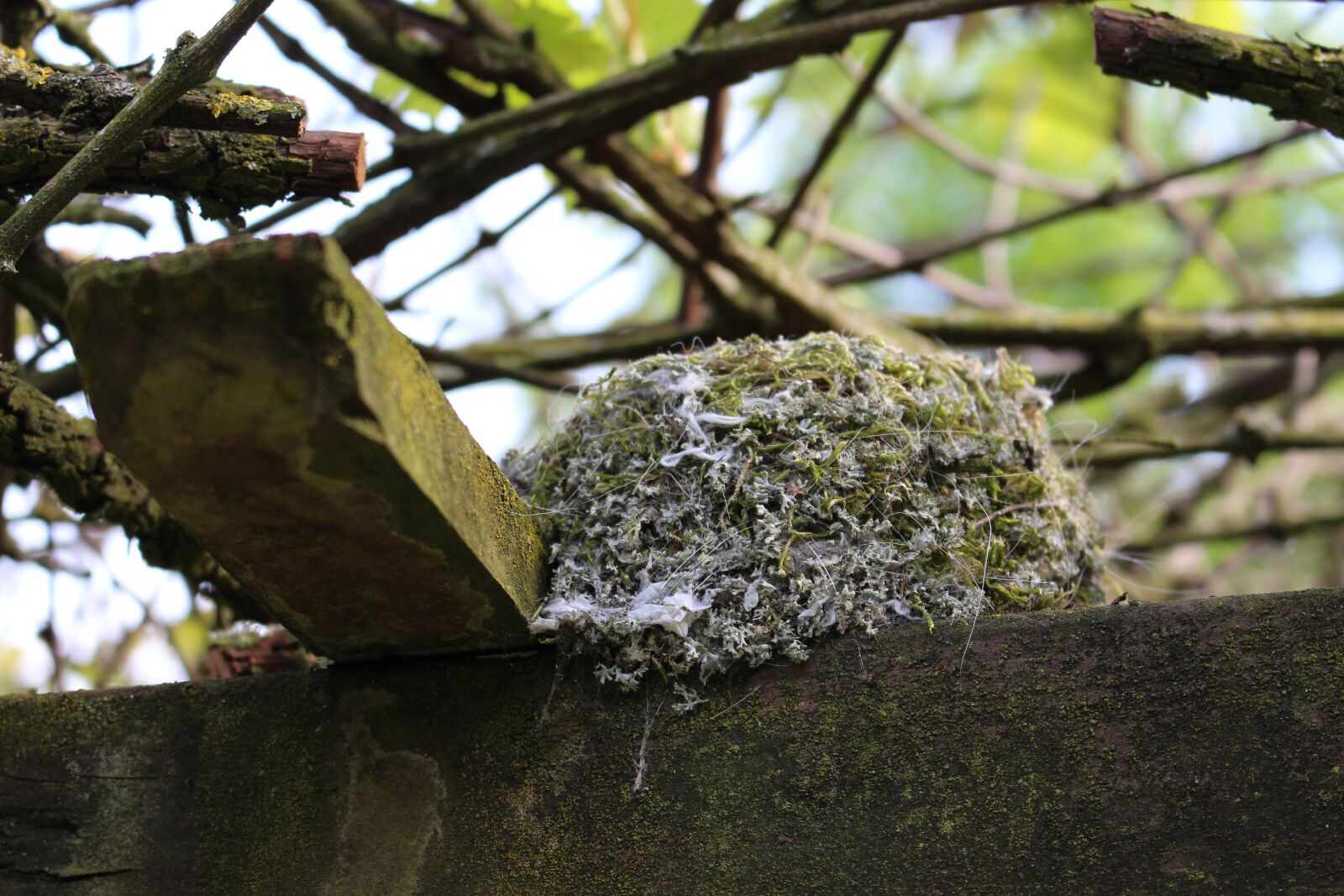 Canon EOS 700D (EOS Rebel T5i / EOS Kiss X7i) sample photo. Bird's nest, blue tit photography