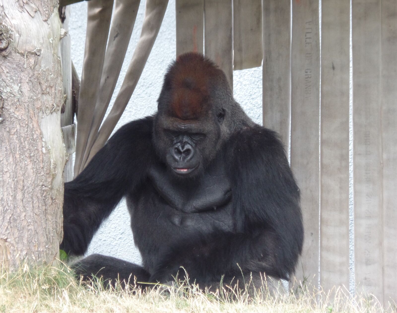 Samsung WB350F/WB351F/WB352F sample photo. Gorilla, zoo, nature photography