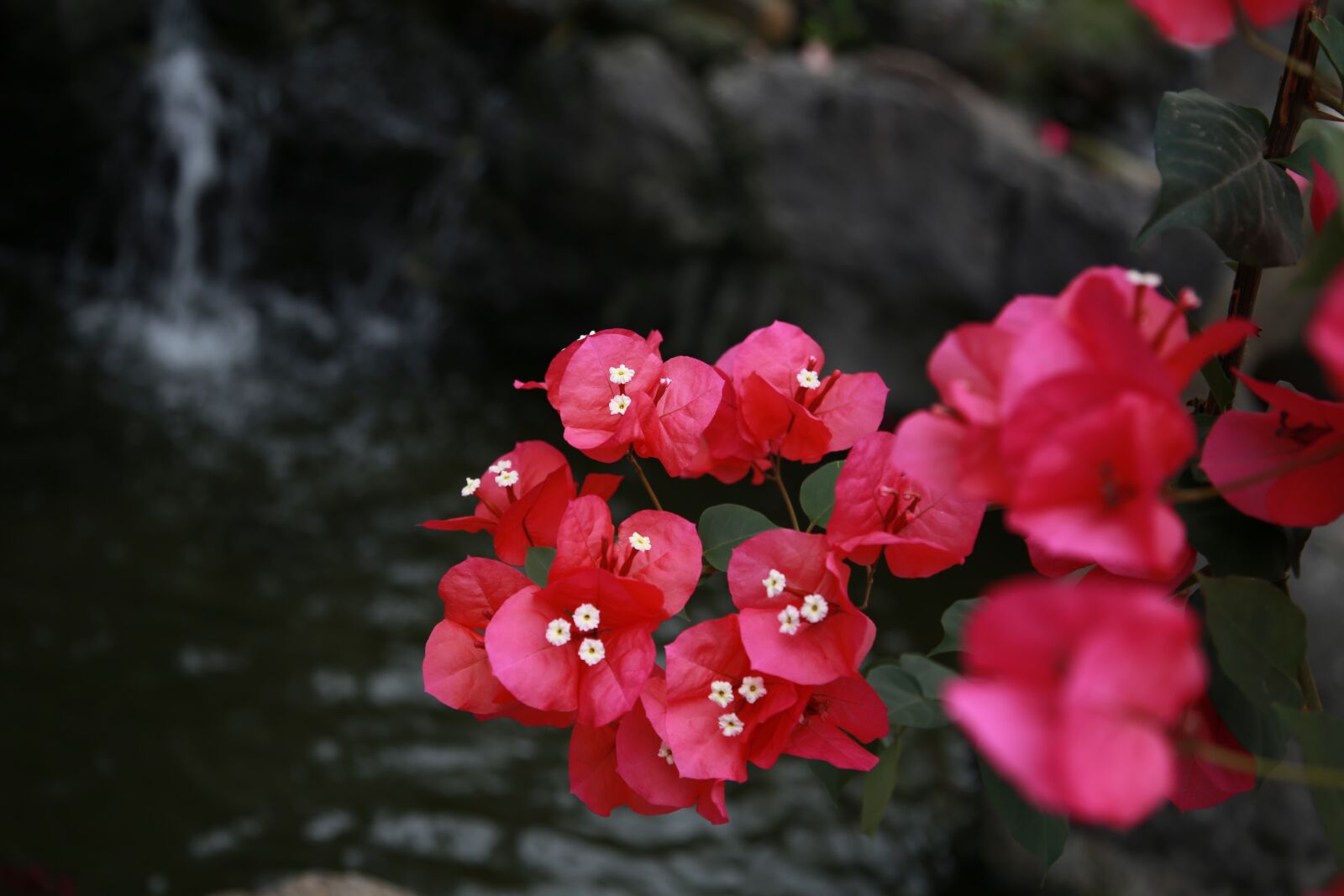 Canon EOS 6D + Canon EF 24-105mm F4L IS USM sample photo. The siberian, bougainvillea, paper photography