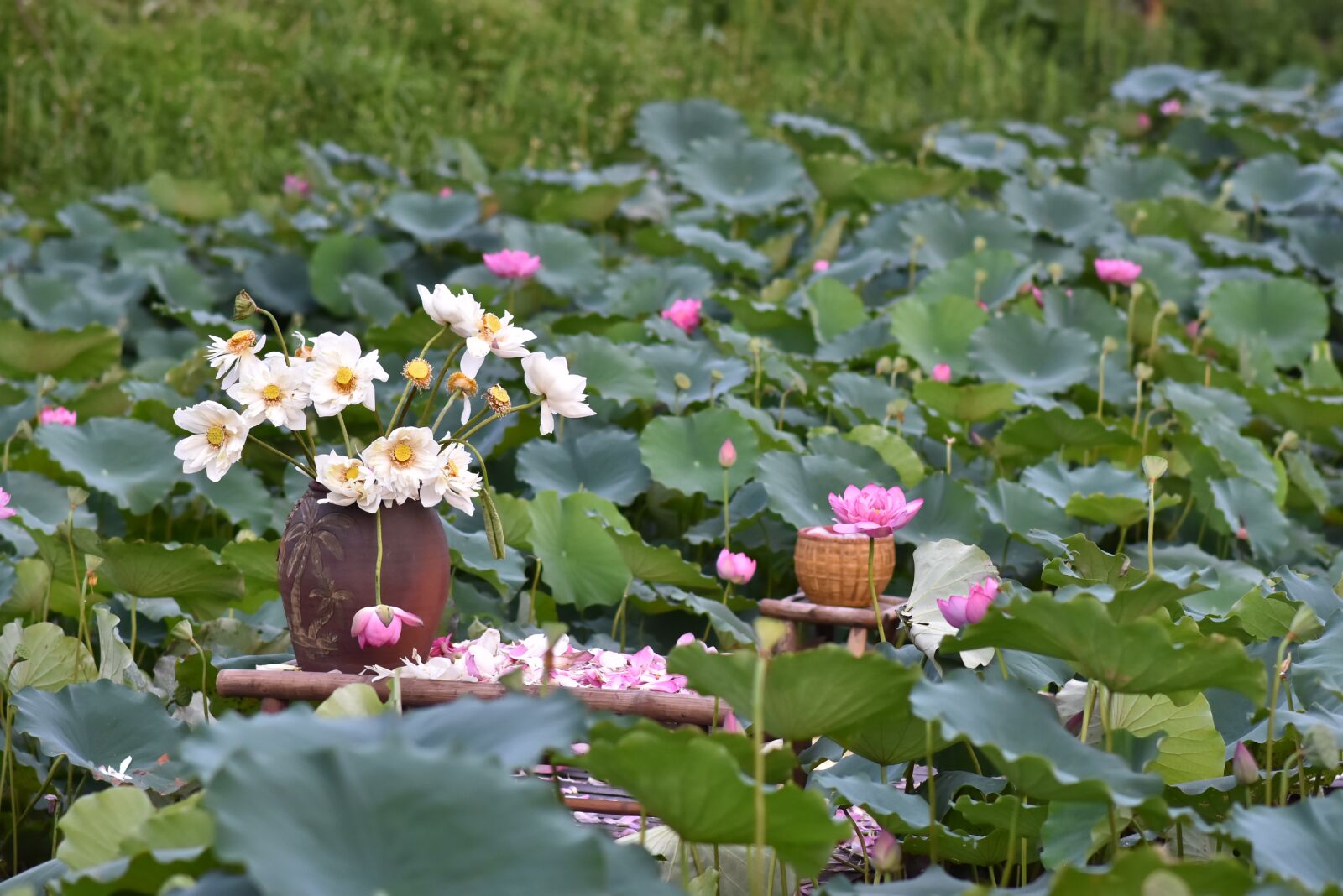 Nikon D7200 sample photo. Lotus flowers, pink, blooming photography