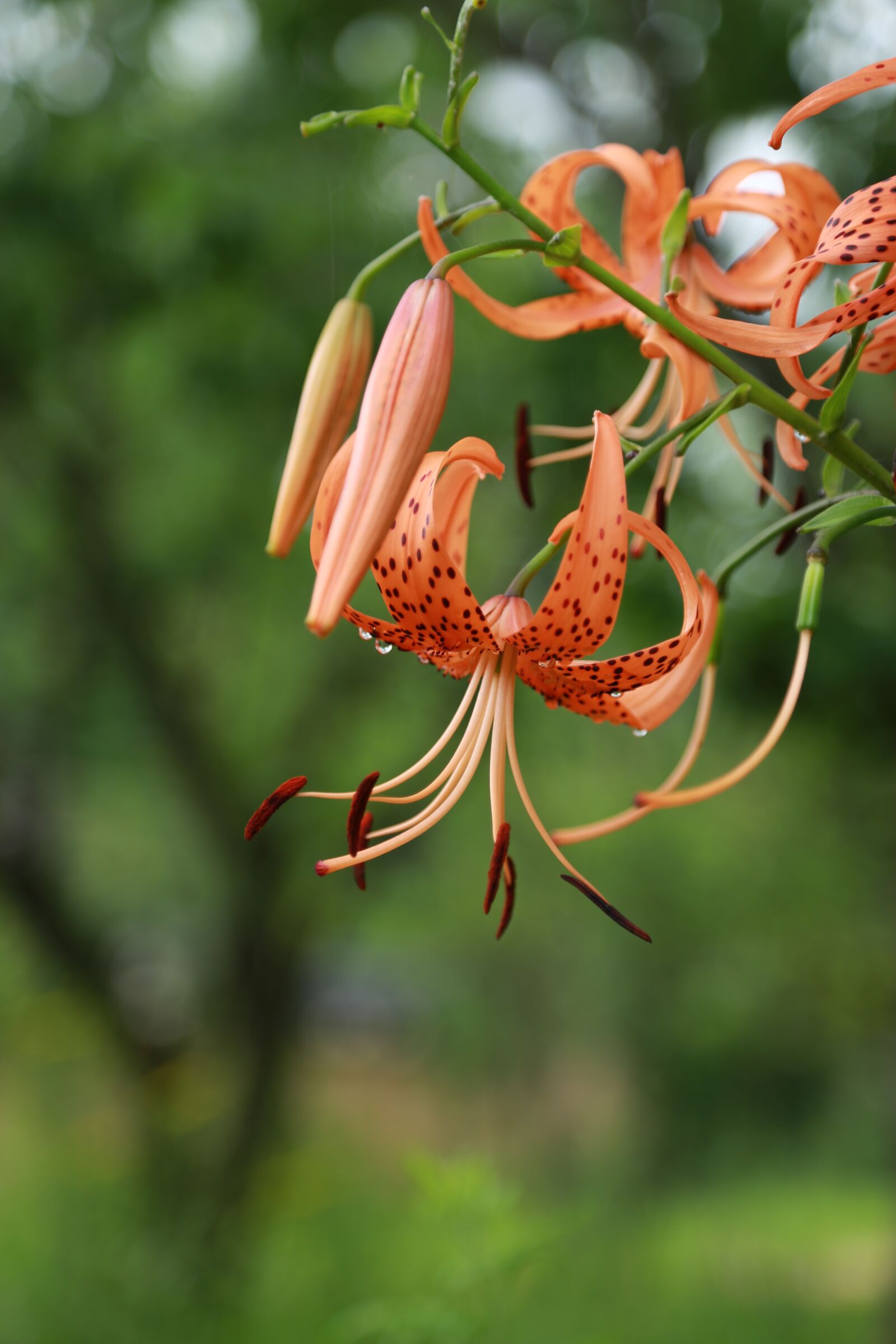 Canon EOS 6D + Canon EF 24-105mm F4L IS USM sample photo. Flowers, lily, plants photography