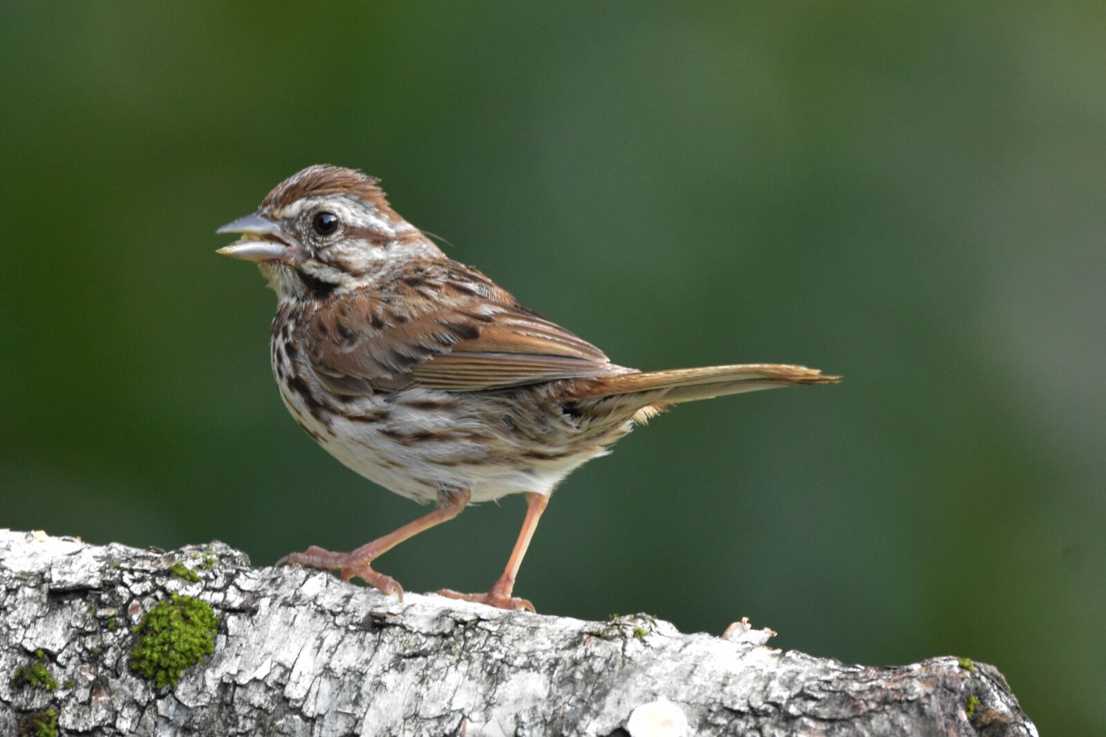Nikon D3400 sample photo. Bird, song sparrow, bokeh photography