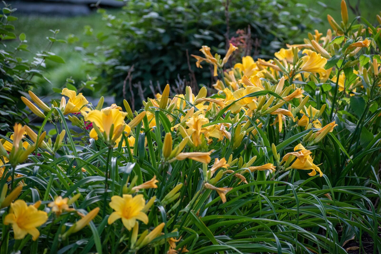 Nikon D3500 sample photo. Flowers, yellow flowers, lake photography