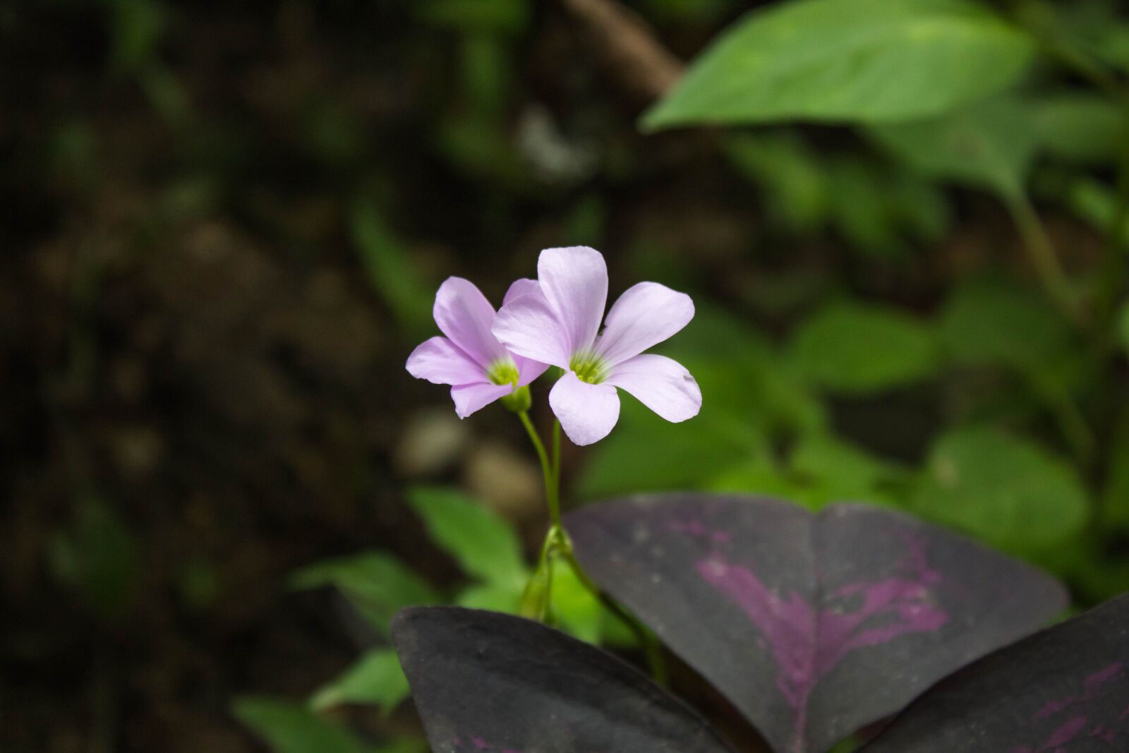 Canon EOS 1300D (EOS Rebel T6 / EOS Kiss X80) sample photo. Garden, flower, pink photography