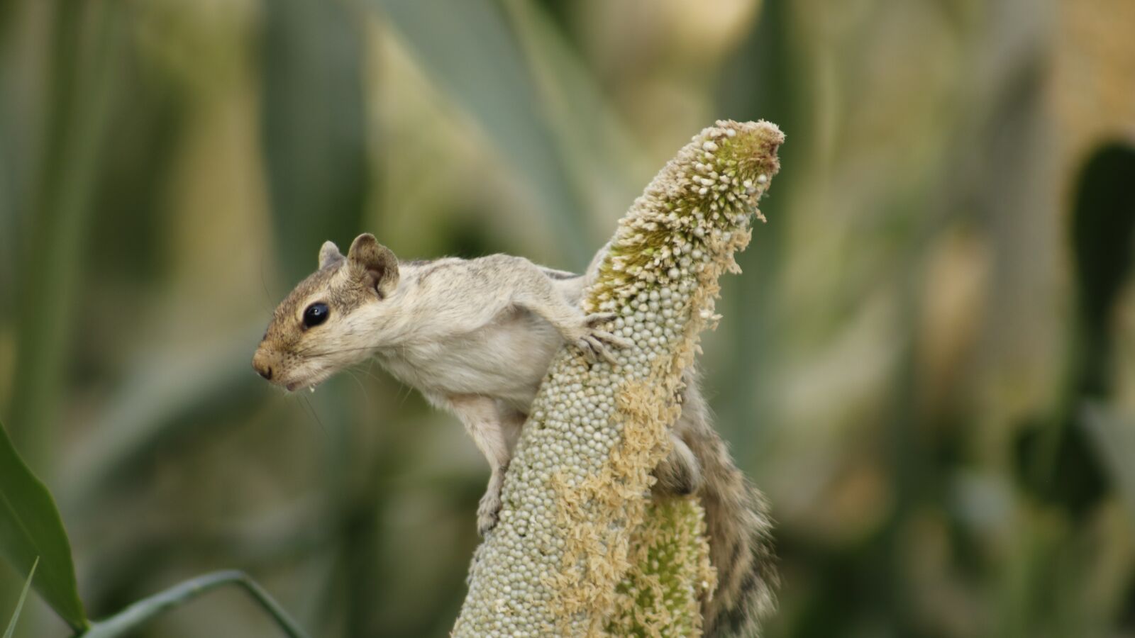 Canon EOS 750D (EOS Rebel T6i / EOS Kiss X8i) sample photo. Squirrel, animal, nature photography