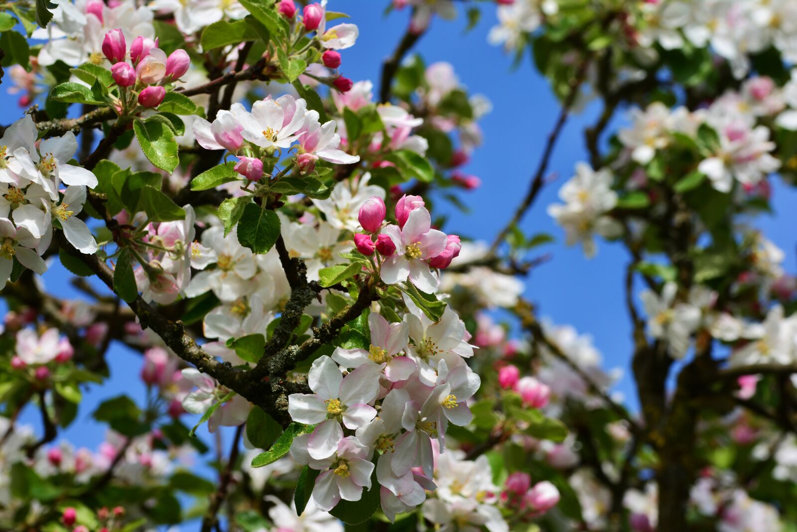 Nikon D5200 sample photo. Apple blossoms, apple tree photography