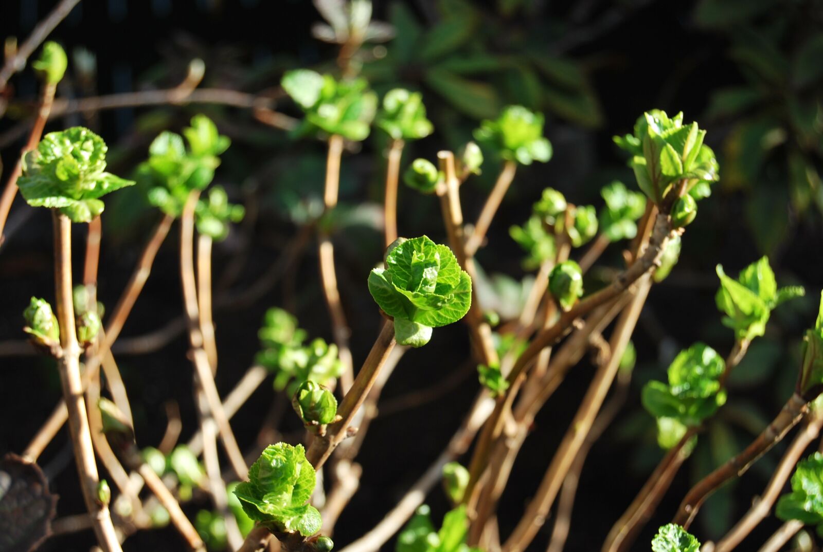 Nikon D60 sample photo. Green, outbreaks, flowers photography
