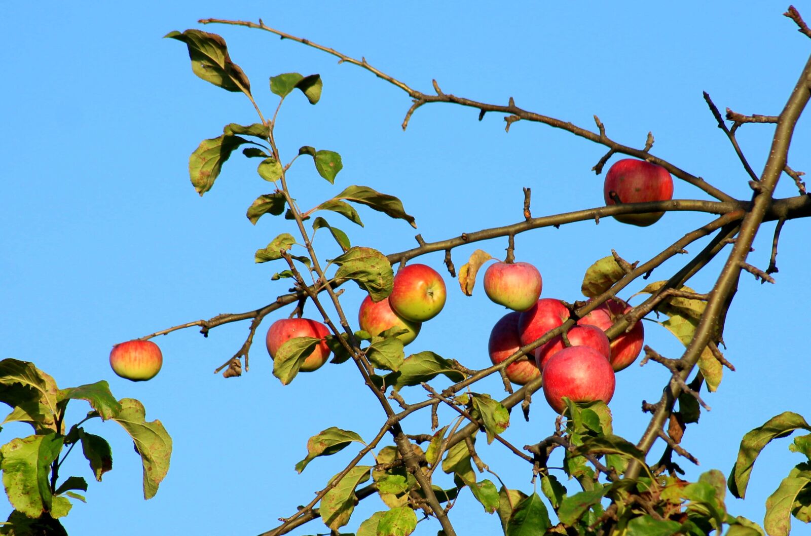 Canon EOS 1200D (EOS Rebel T5 / EOS Kiss X70 / EOS Hi) sample photo. Apples, jabłonka, branch photography