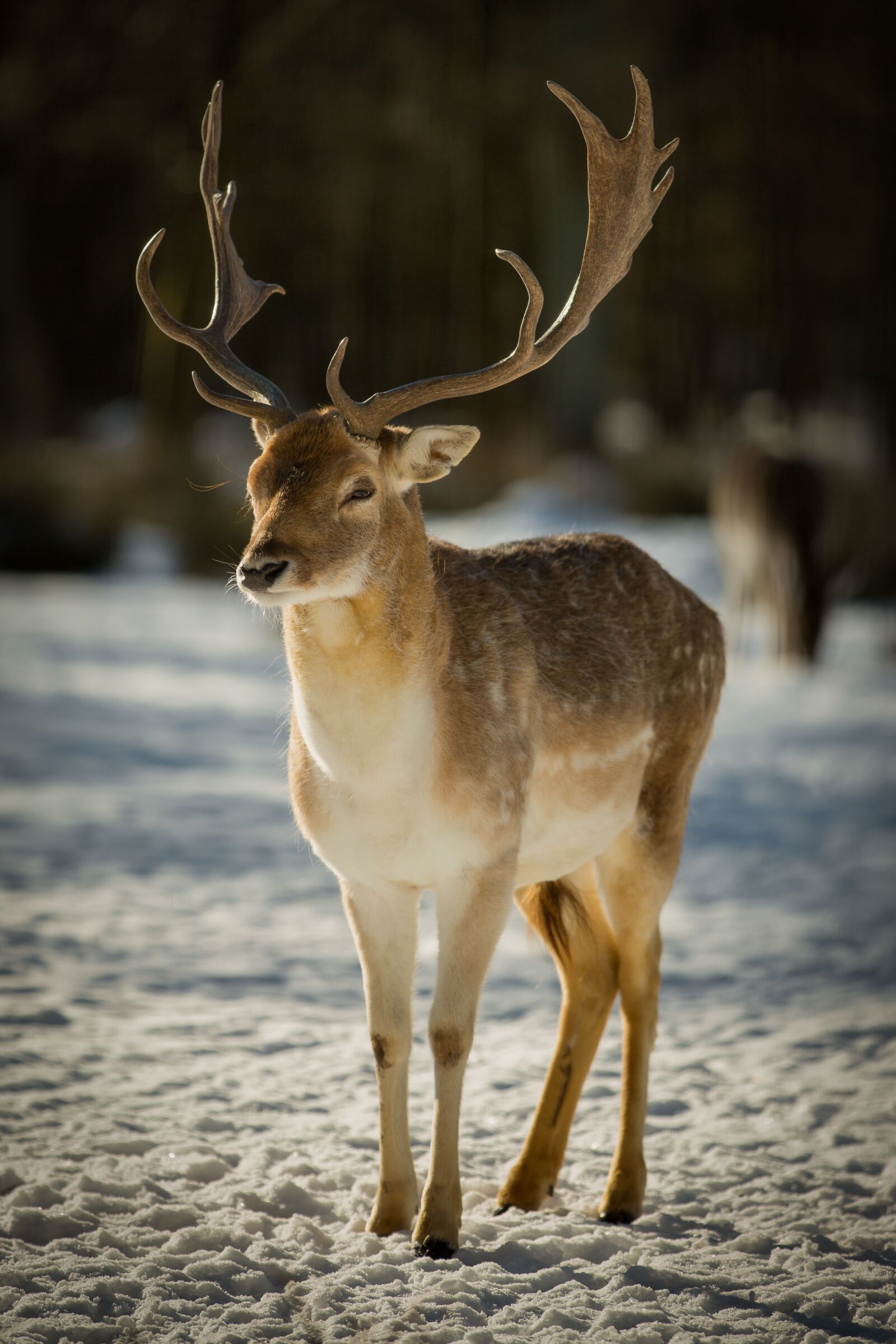 Canon EF 70-200mm F2.8L IS II USM sample photo. Hirsch, wild animal, forest photography