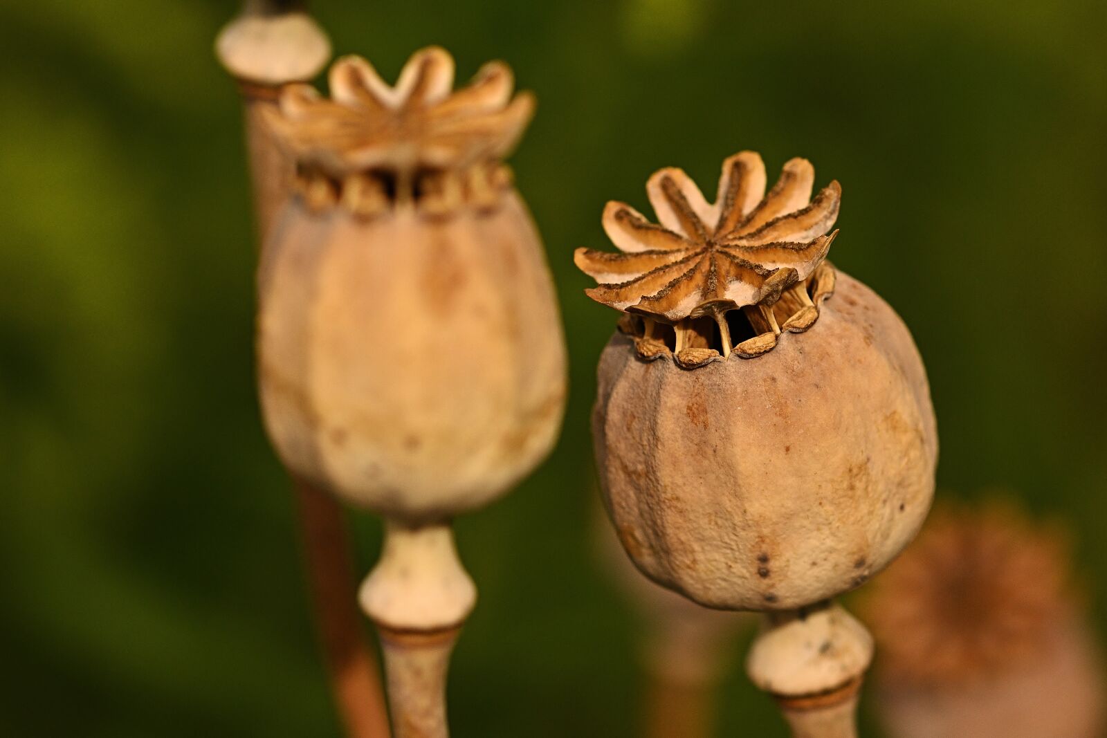 Nikon D5200 sample photo. Poppy capsules, dry, poppy photography