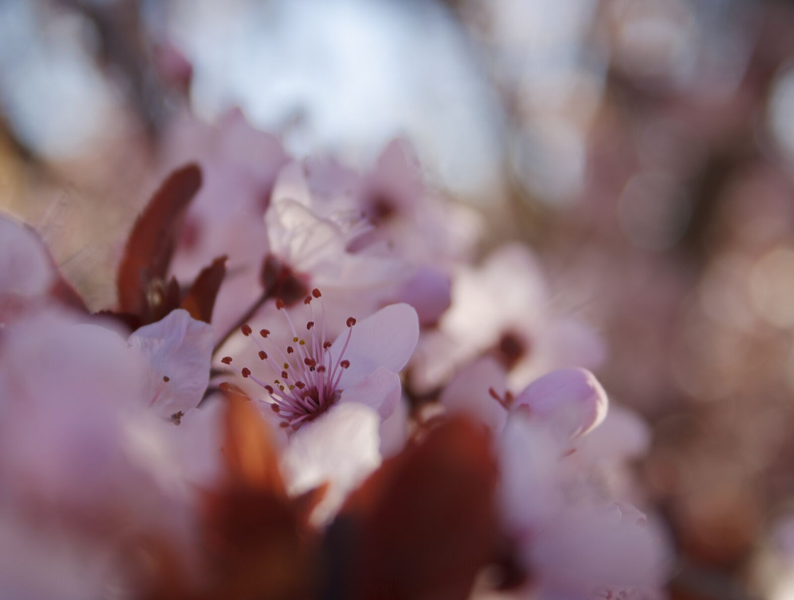 Canon EF-S 18-55mm F3.5-5.6 II sample photo. Flowers, bloom, plum photography