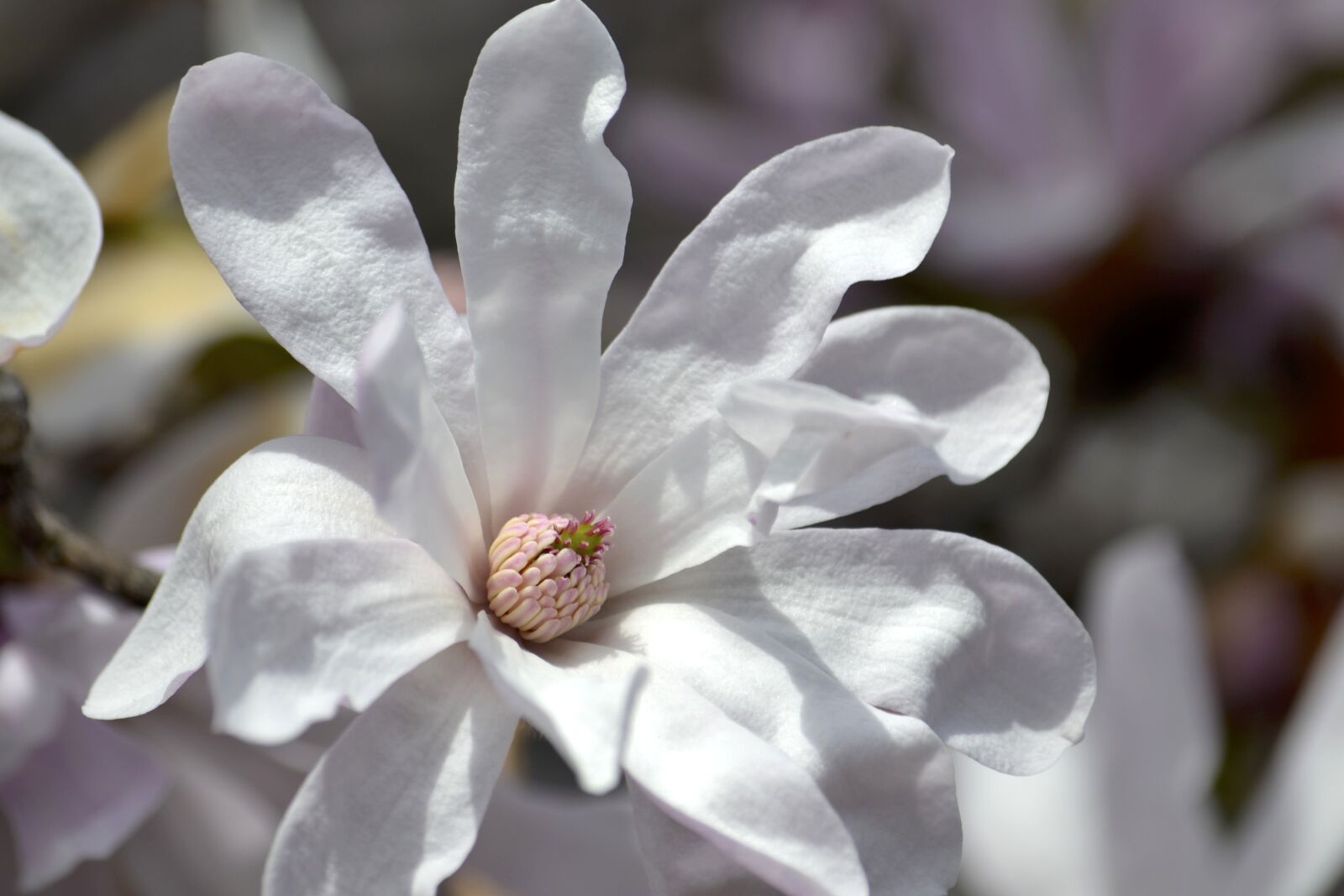 Nikon D3100 sample photo. White, flowers, extension tubes photography