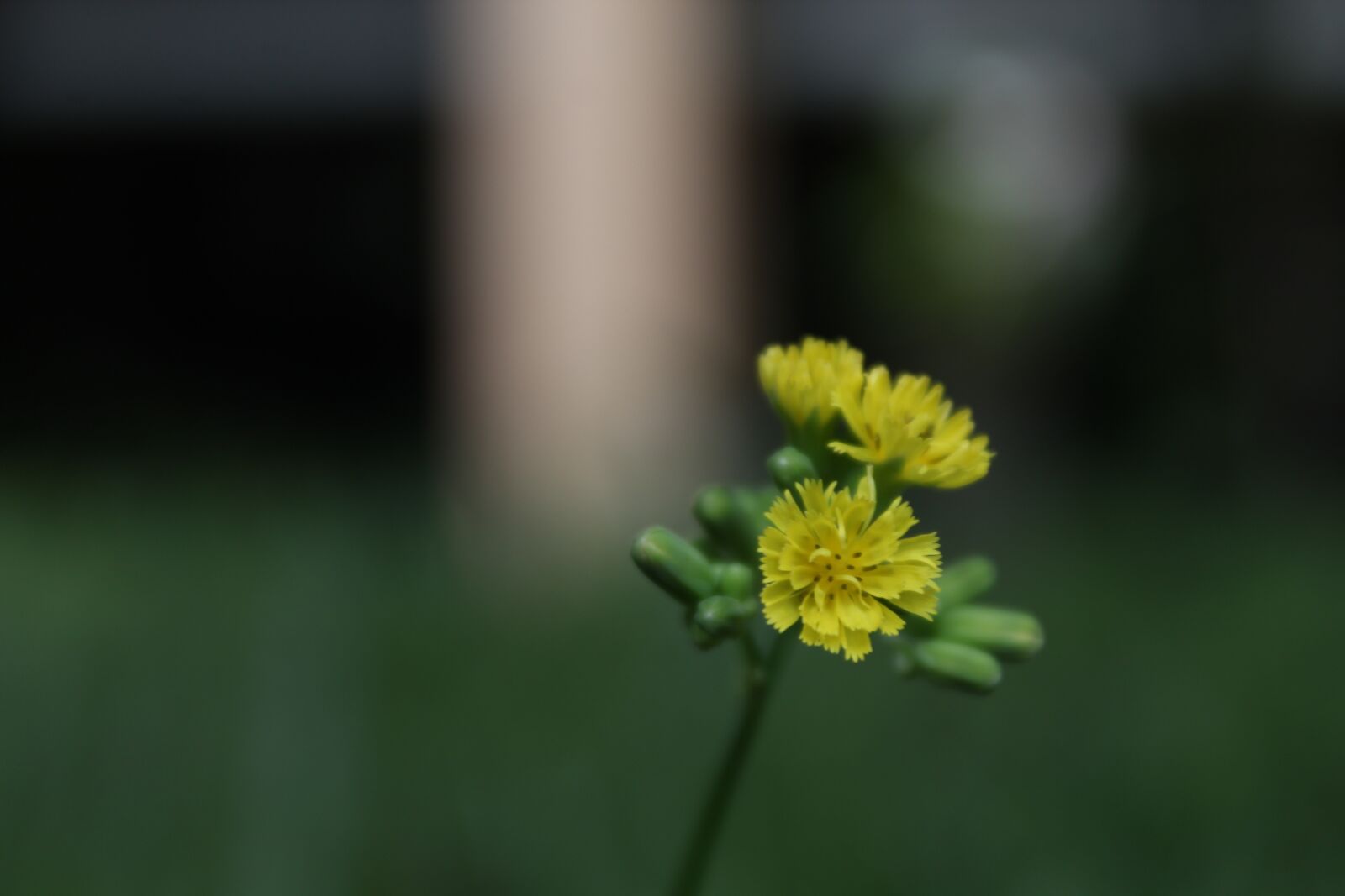 Canon EOS 1300D (EOS Rebel T6 / EOS Kiss X80) + Canon EF-S 18-55mm F3.5-5.6 III sample photo. Plant, flores, nature photography