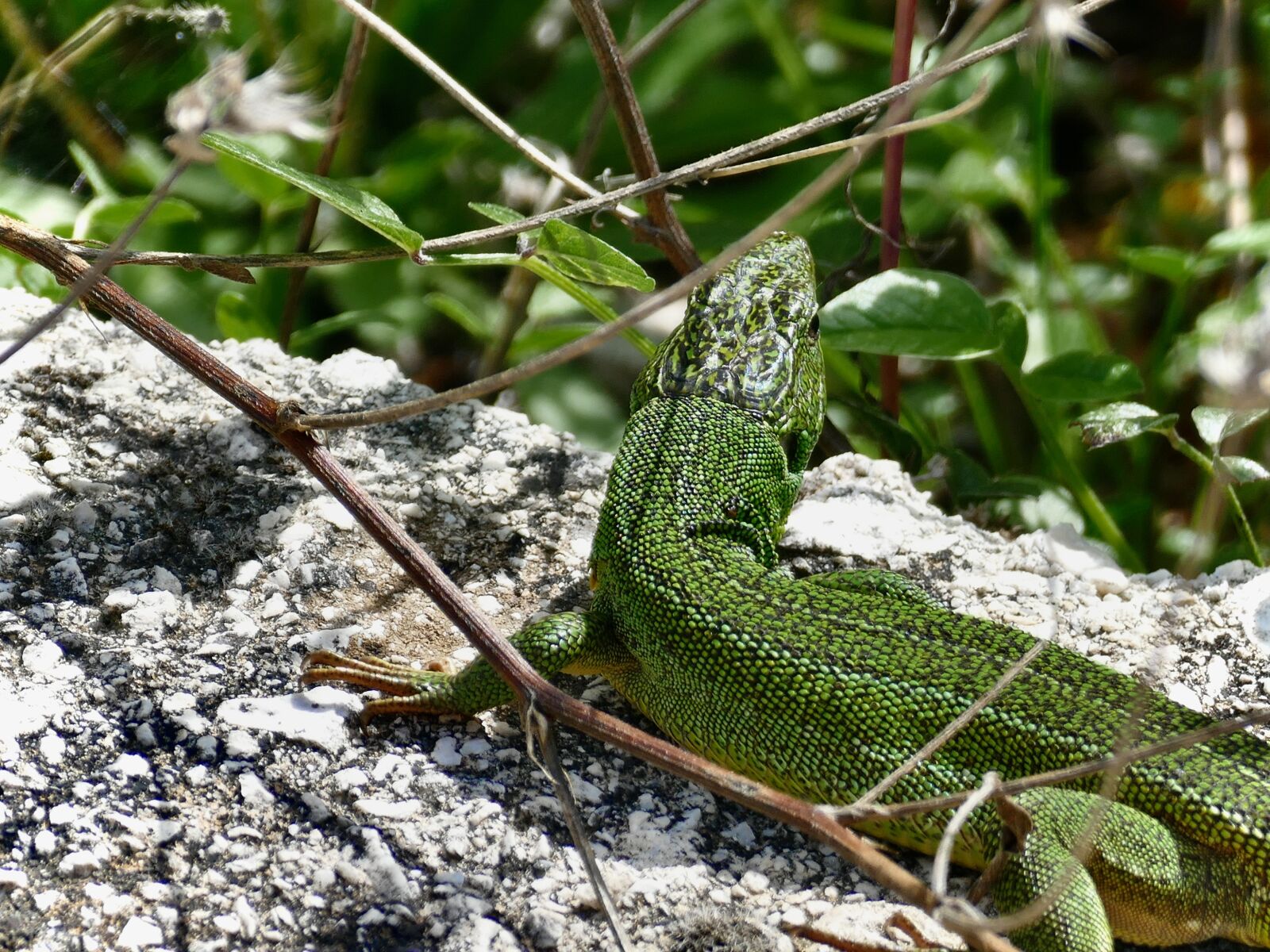 Panasonic Lumix DMC-FZ1000 sample photo. Lizard, green, scale photography