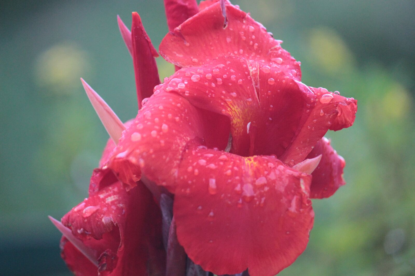 Canon EOS 600D (Rebel EOS T3i / EOS Kiss X5) sample photo. Rain, monsoon, red photography