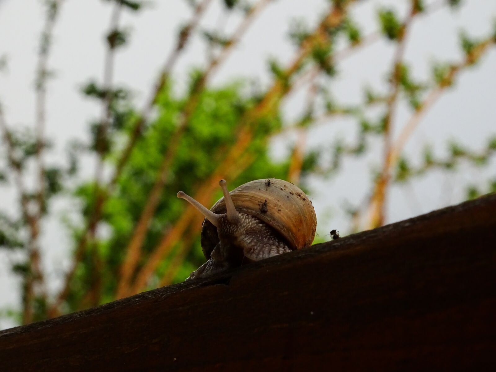 Sony Cyber-shot DSC-HX350 sample photo. Nature, snail, animals photography