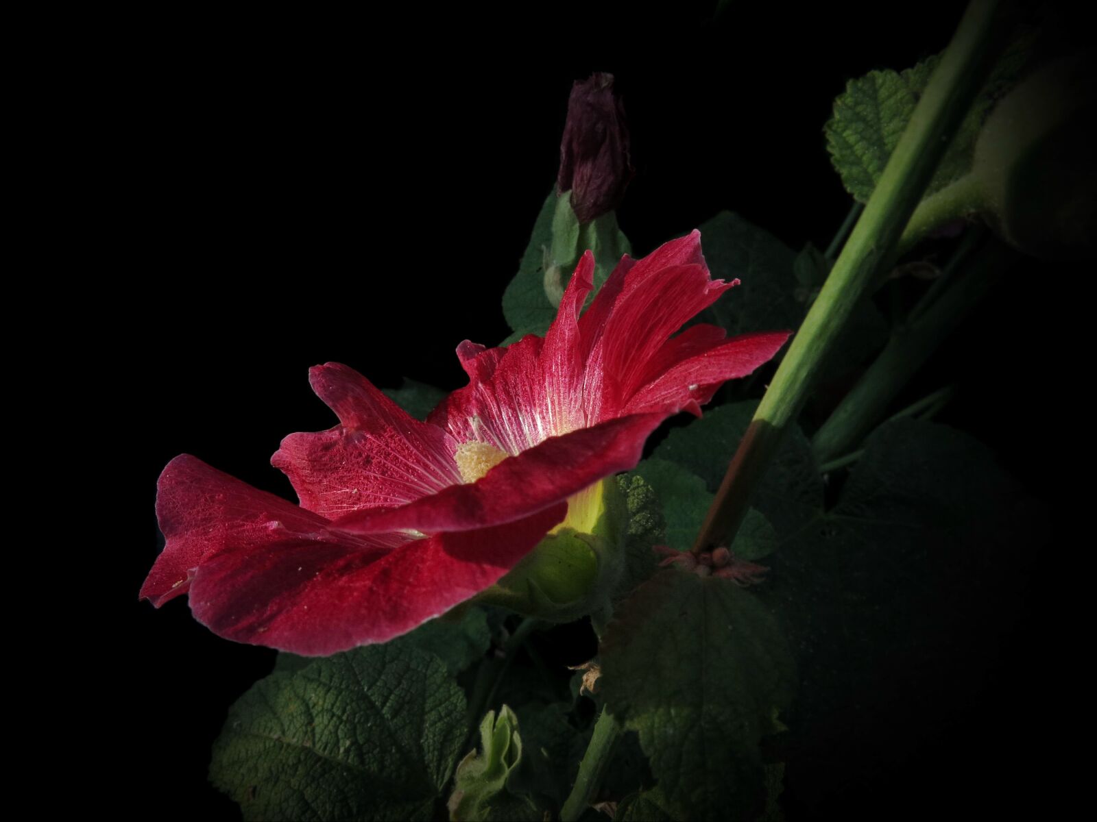Canon PowerShot G15 sample photo. Stock rose, red, blossom photography