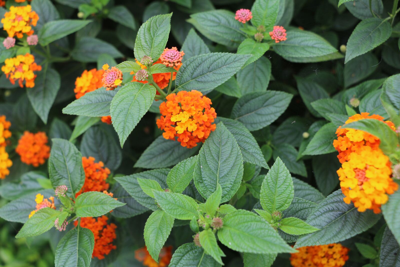 Canon EOS 70D sample photo. Flower, gold, oranges photography