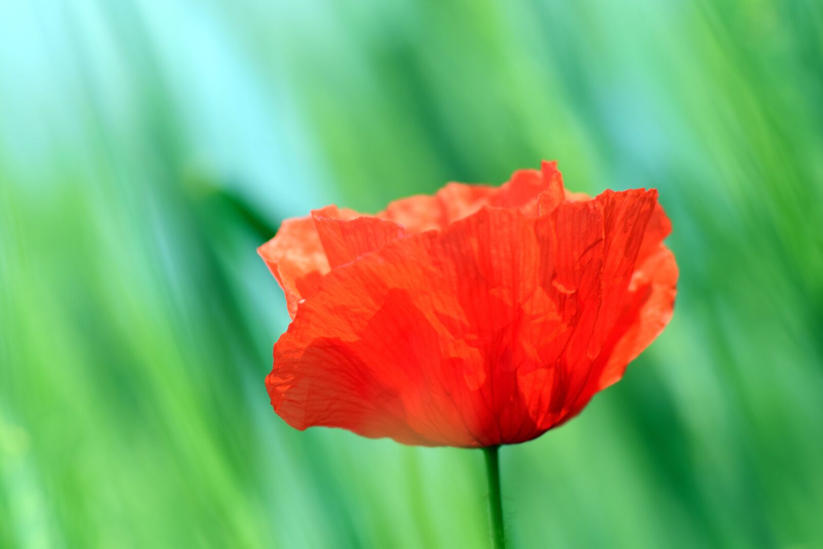 Nikon D3300 sample photo. Poppy, klatschmohn, poppy flower photography